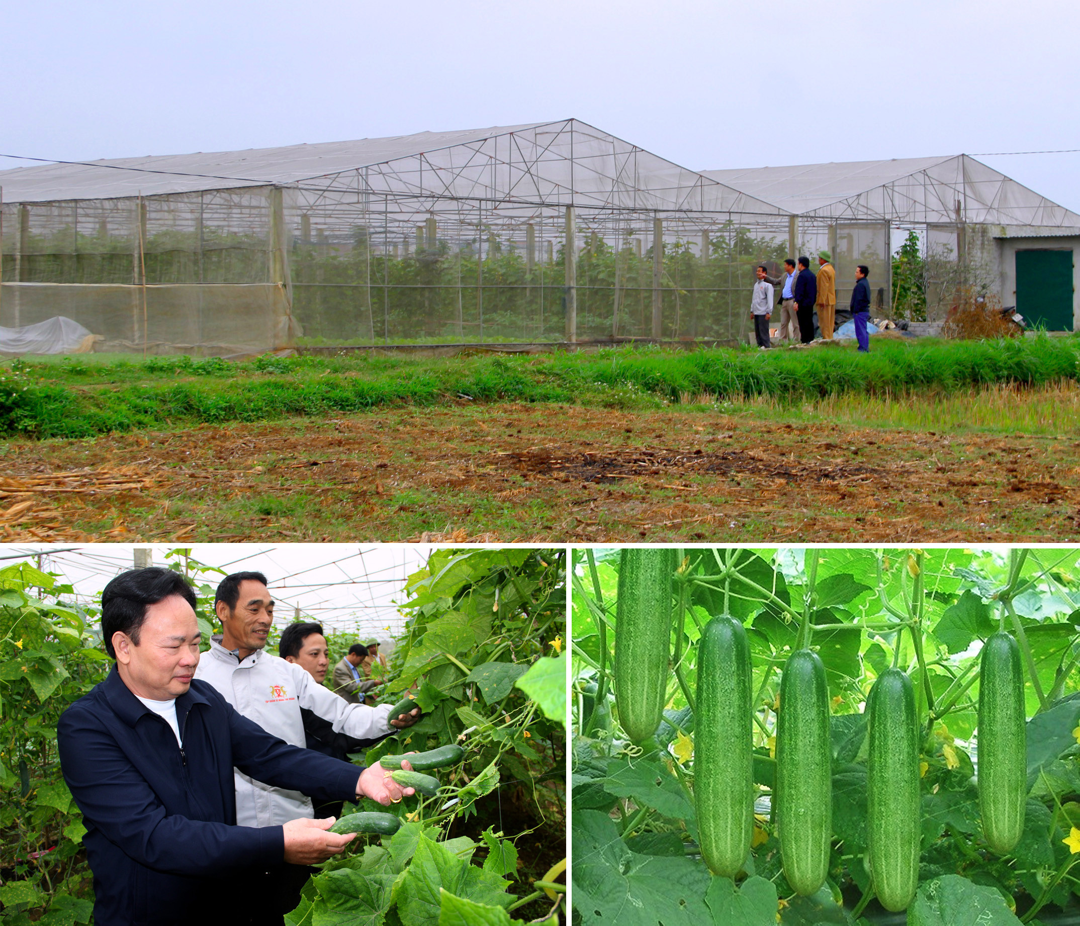 Mô hình nông nghiệp công nghệ cao trên địa bàn xã Diễn Hải (Diễn Châu). Ảnh: Quang An