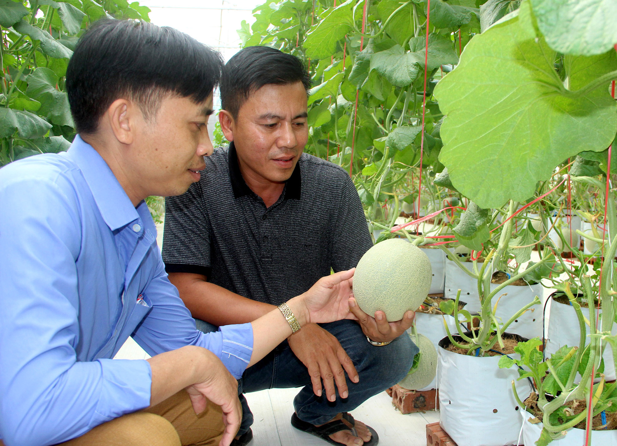 Mô hình trồng dưa lưới trong nhà màng theo tiêu chuẩn VietGap  tại huyện Nghi Lộc. Ảnh: Quang An