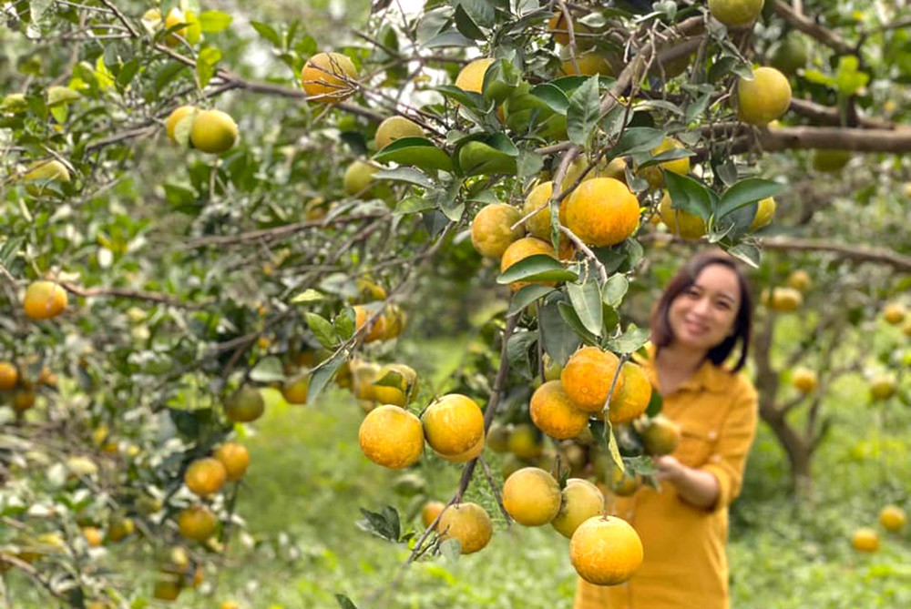 Trang trại cam của ông Trịnh Xuân Giáo huyện Yên Thành có đầu ra ổn định. Ảnh: Xuân Hoàng