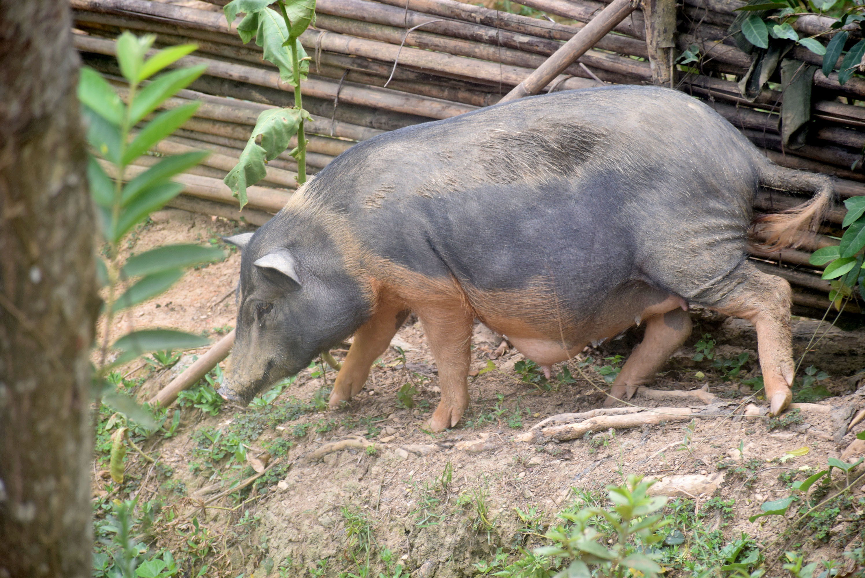 Lợn đen địa phương được đồng bào các dân tộc nuoi bằng cách thả rông nên thịt ngon. Ảnh: Xuân Hoàng