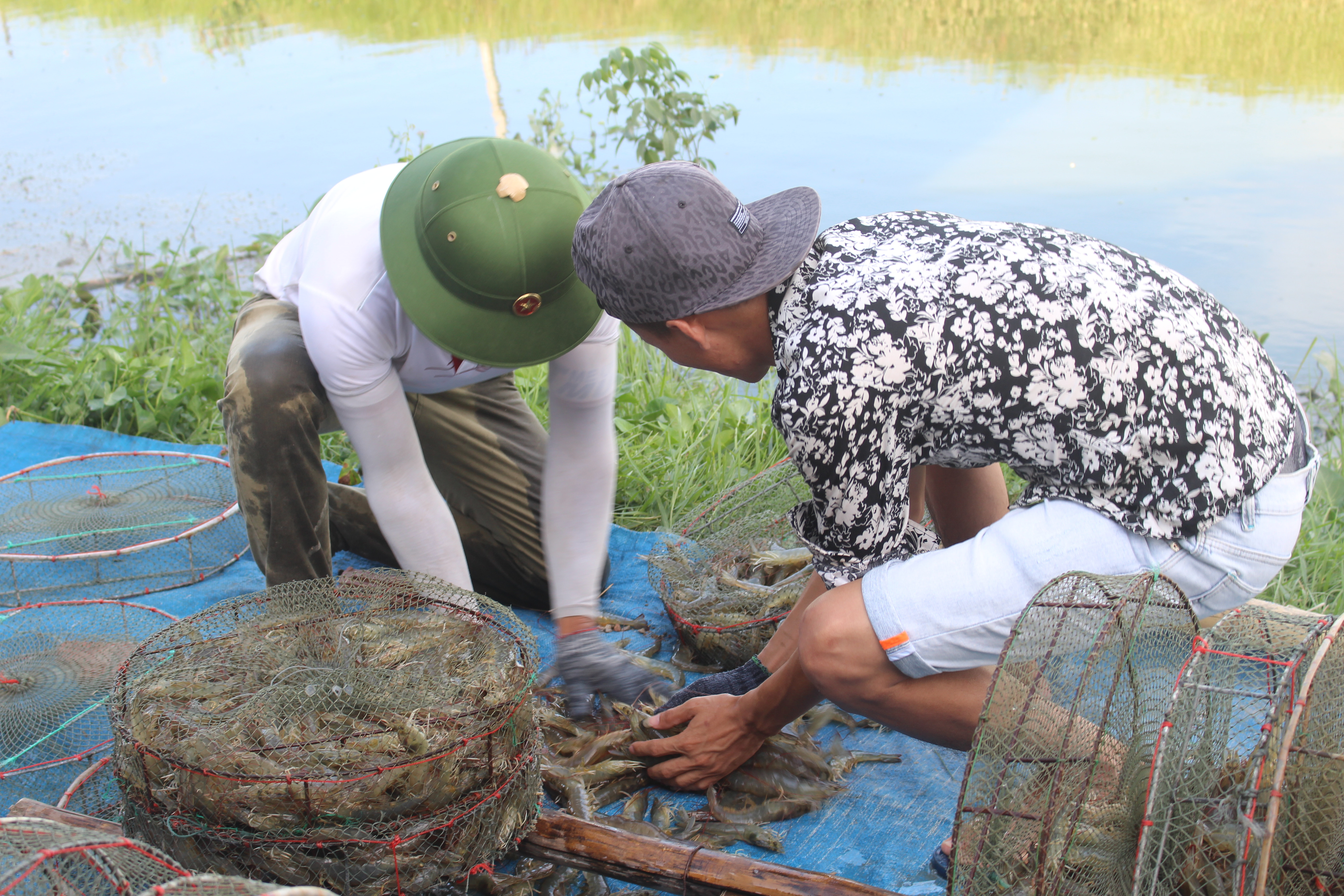 Nông dân Quỳnh Lưu thu hoạch tôm vụ 3. Ảnh: Việt Hùng