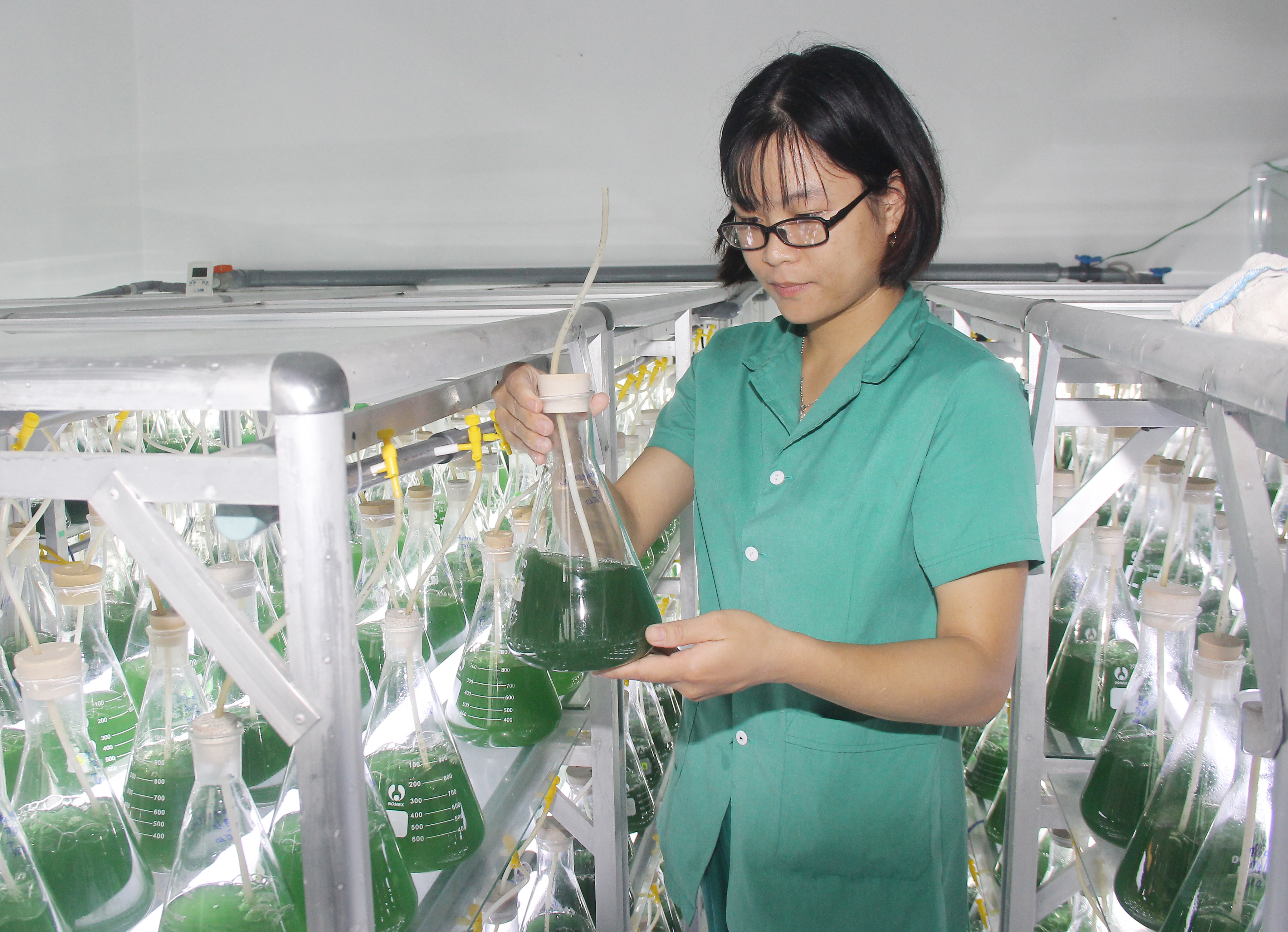 Dự án nuôi trồng và sản xuất chế biến các sản phẩm từ tảo xoắn tại huyện Quỳnh Lưu. Ảnh: Mai Hoa
