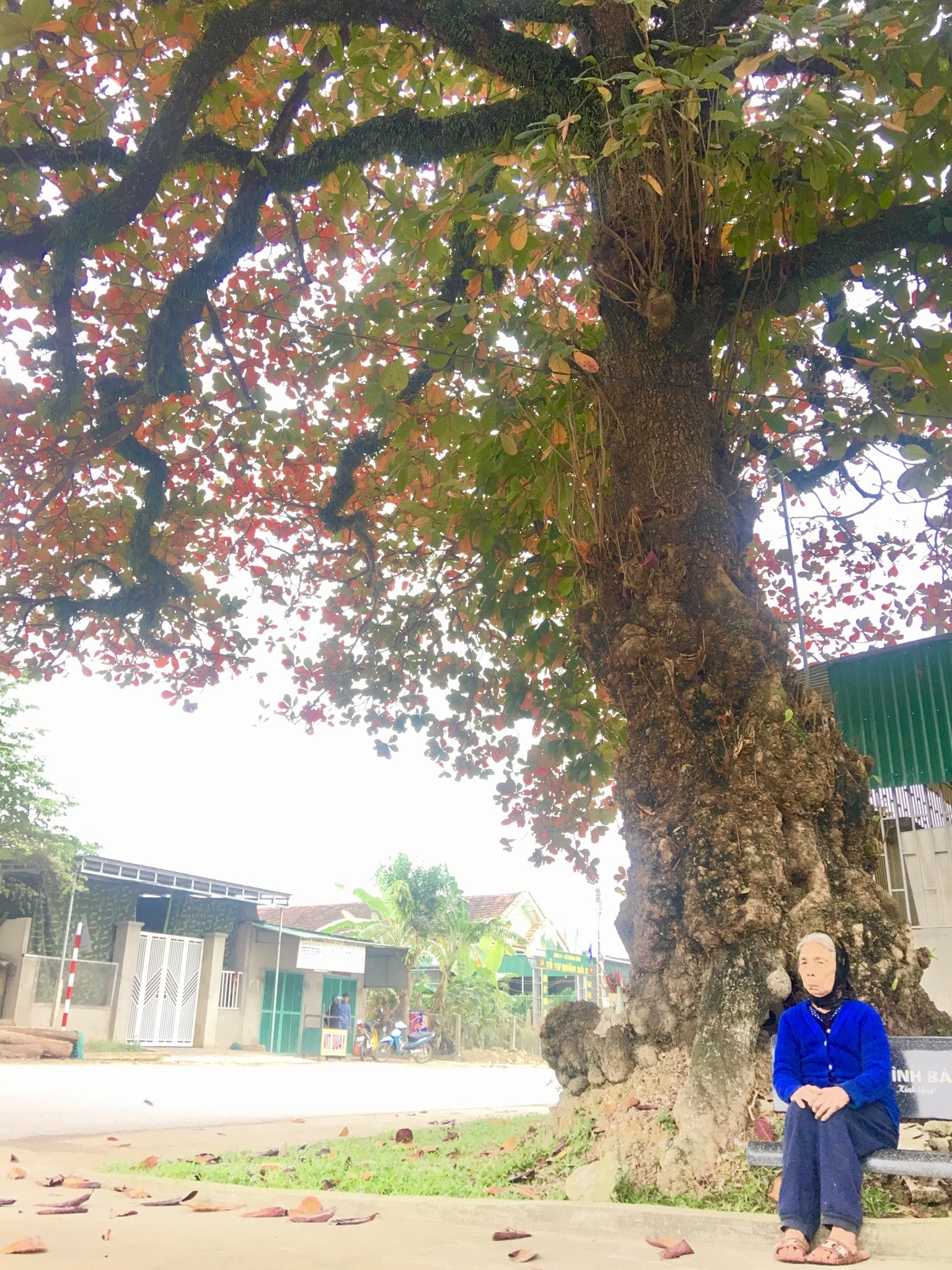 Theo gia phả của dòng họ Nguyễn ở xã Nam Sơn- Đô Lương, cây bàng được trồng vào cuối năm 1778,  ngay cạnh đền thờ ông Nguyễn Đăng Quý- một người có công lớn với triều đình. Tính đến nay, cây bàng có tuổi đời 242 năm.