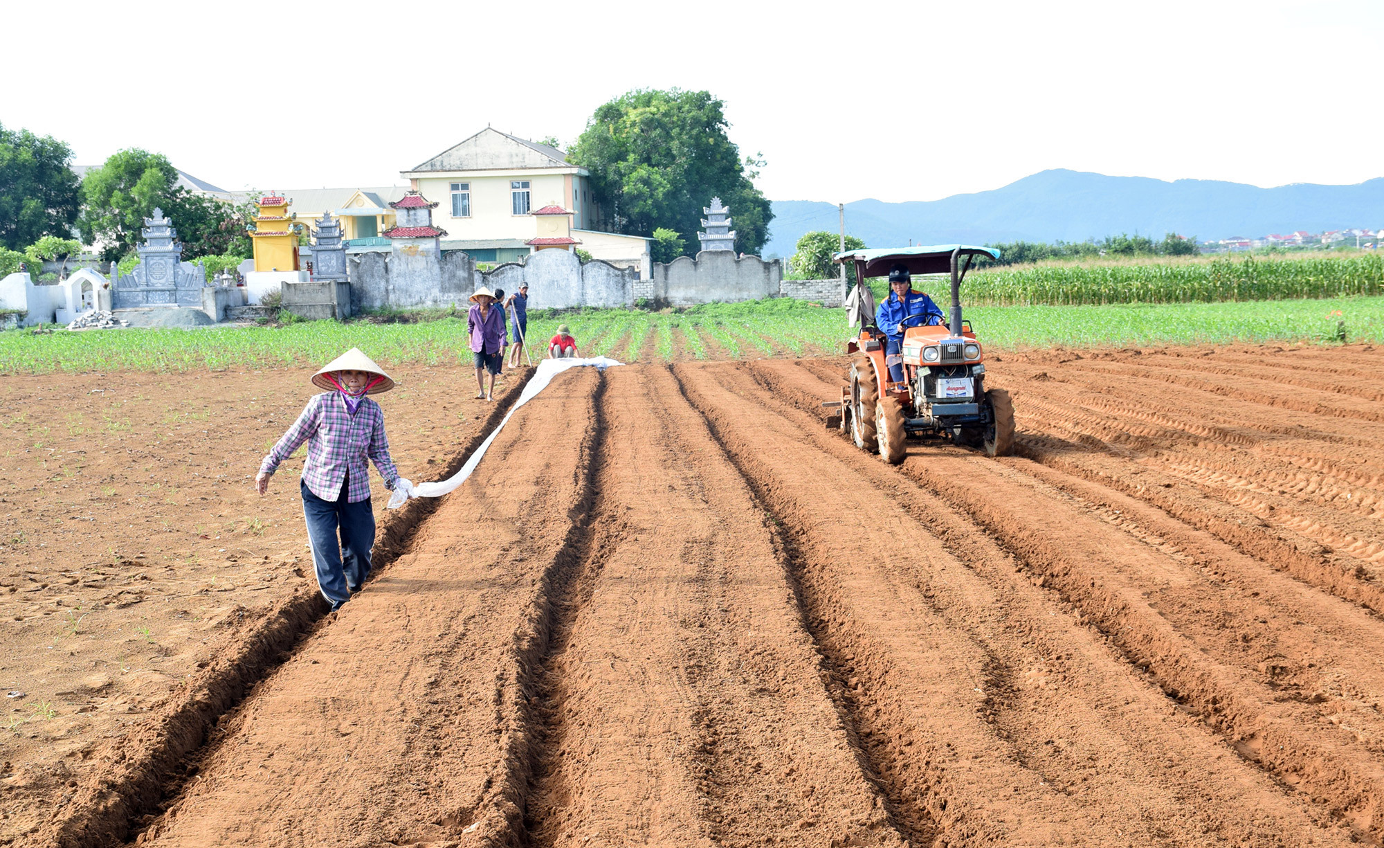 Nông dân huyện Diễn Châu sản xuất cây trồng trên đất màu. Ảnh: Xuân Hoàng
