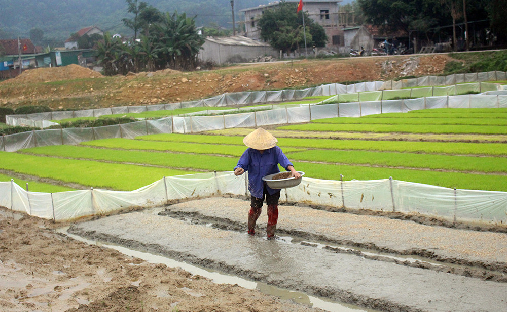 Đến nay, Nghệ An đã gieo trên 410 ha mạ vụ xuân. Ảnh: Phú Hương