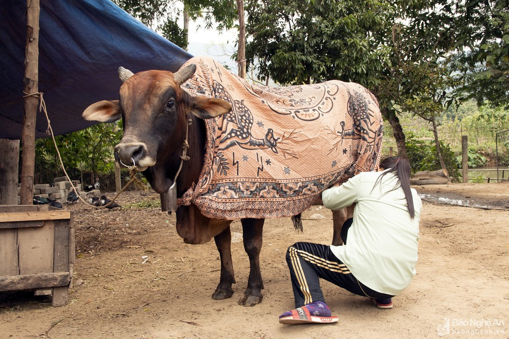 Người dân vùng cao Nghệ An phải choàng khăn cho bò để chống rét. Ảnh tư liệu Đình Tuân