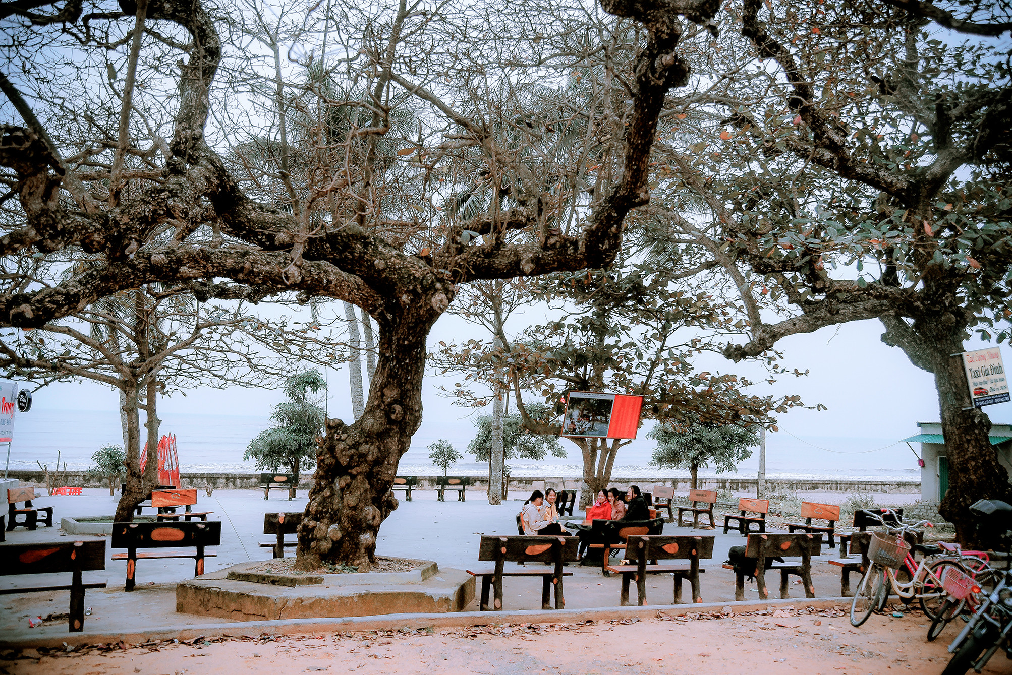 Bãi bàng nằm sát bờ biển trong khuôn viên Nhà văn hóa thôn Phú Liên