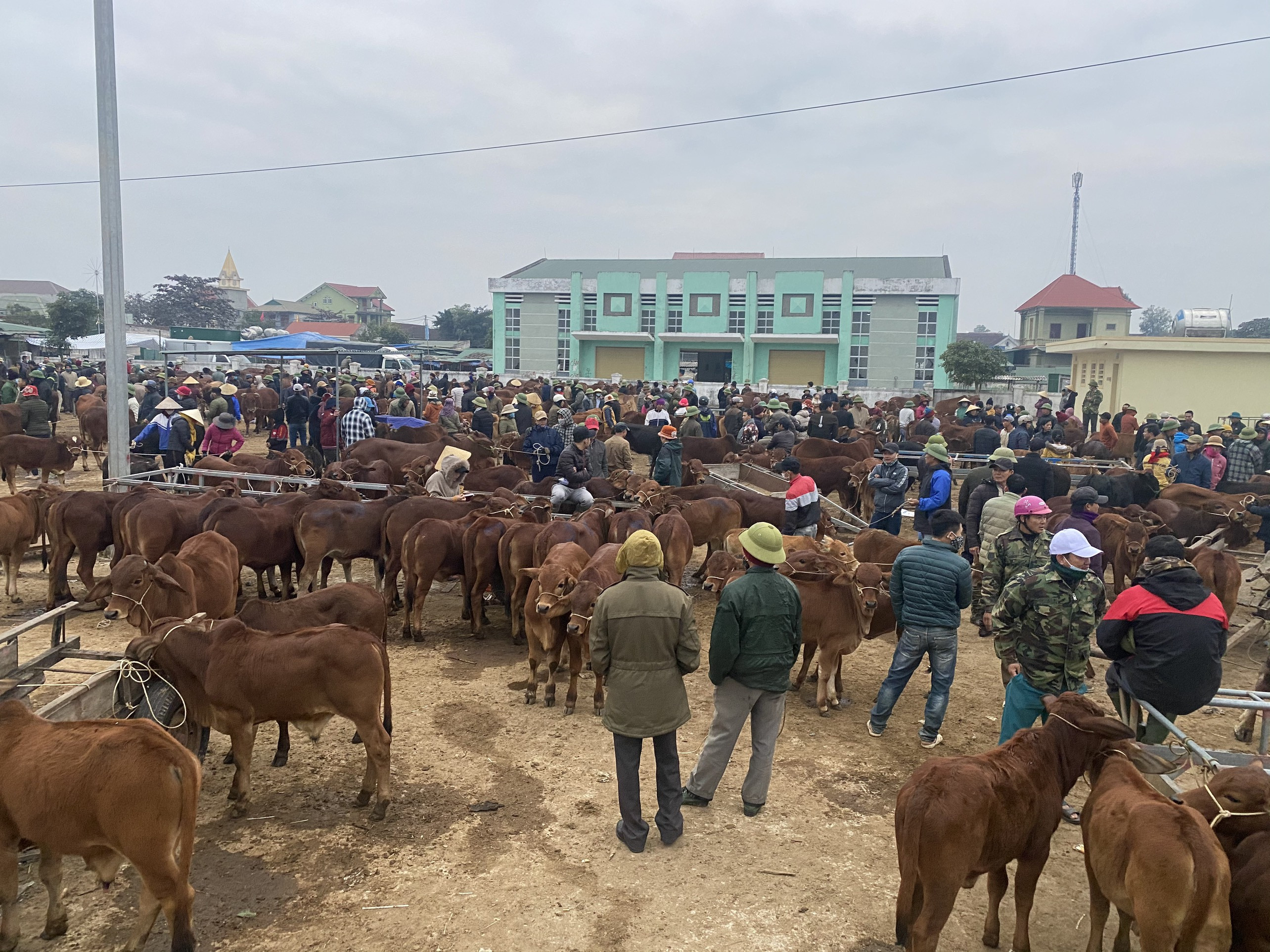 Chợ được chia làm 2 khu vực dành riêng cho trâu và bò. Theo anh Trần Trung Hiếu (34 tuổi), một trong những lái trâu nhiều kinh nghiệm ở xã Đại Sơn thì thông thường, phiên chợ nhộn nhịp nhất vào dịp cuối năm. Tuy nhiên, năm nay do ảnh hưởng của Covid-19, các thương lái mua trâu, bò từ Thái Lan, Lào… về sẽ phải cách ly 14 ngày. Sợ không kịp ăn Tết, nên những ngày từng đoàn xe tải đã ồ ạt chở hàng về chợ. 