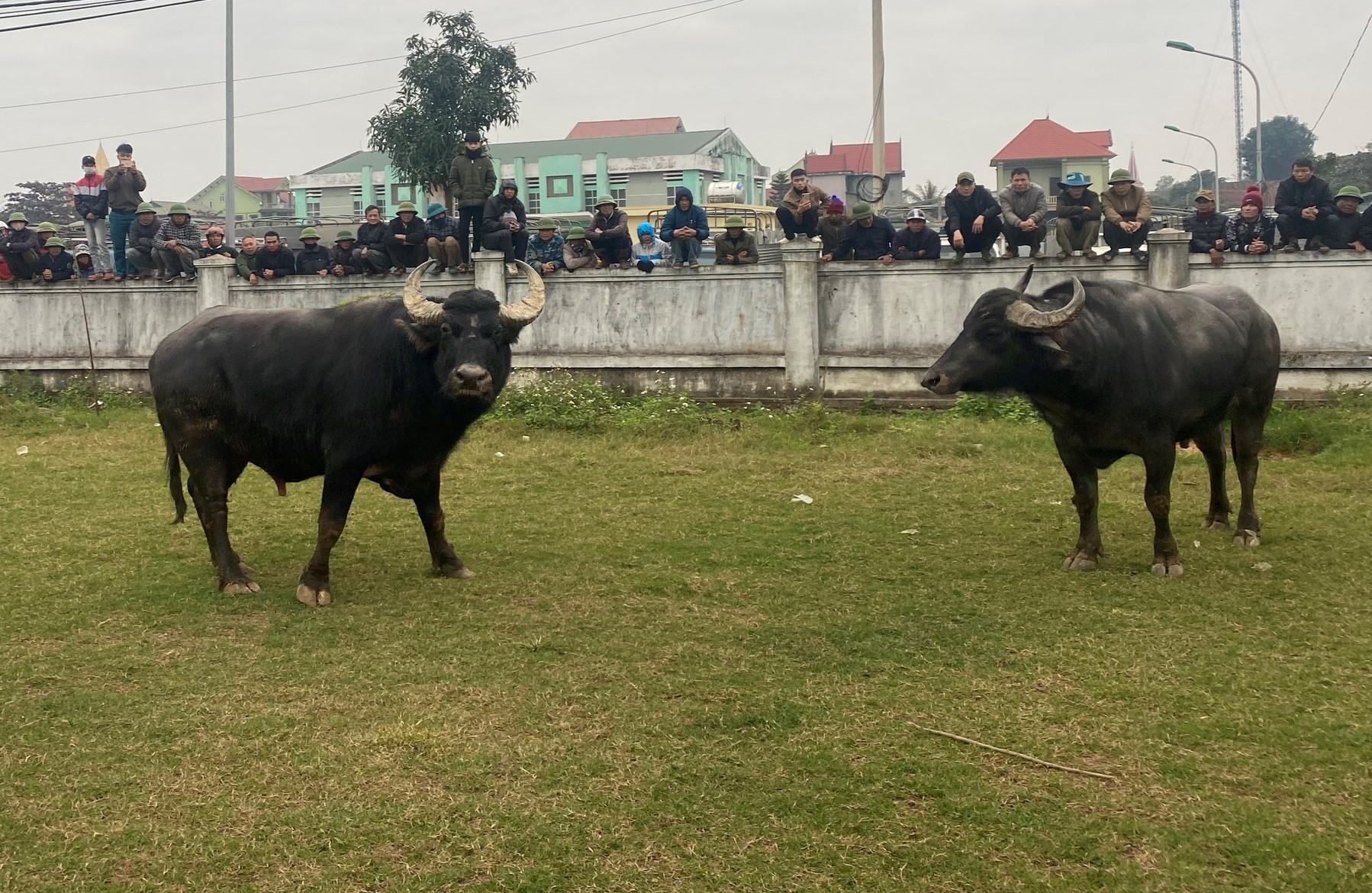 Cuối mỗi phiên chợ thường là những trận chọi trâu kịch tính. Các thương lái thường chọn những con trâu lớn nhất chợ rồi ghép cặp với nhau. Trận đấu không chỉ phục vụ cho việc cá độ giải trí mà còn cơ hội kiếm tiền không nhỏ cho các thương lái. Bởi nếu chọi giỏi, những tay săn châu trọi có mặt ở chợ sẵn sàng mua với giá gấp đôi bình thường.