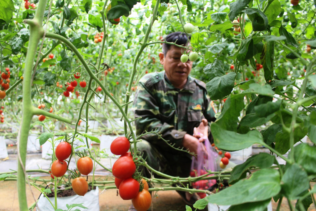 Anh Trần Đức Tiến thu hoạch cà chua giống mới của Israel (Nuvi 708). Ảnh: Việt Hòa
