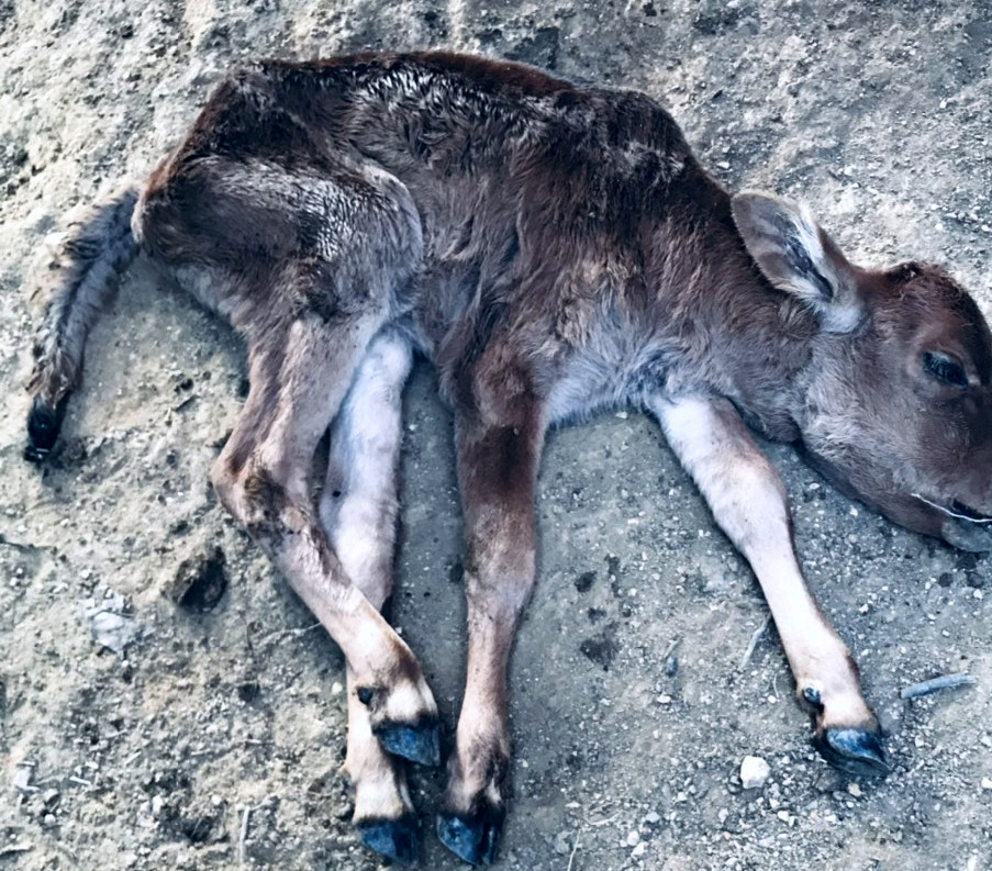 Một con nghé bị chết rét trên địa bàn xã Lạng Khe, huyện Con Cuông. Ảnh do Phòng Nông nghiệp huyện Con Cuông cung cấp