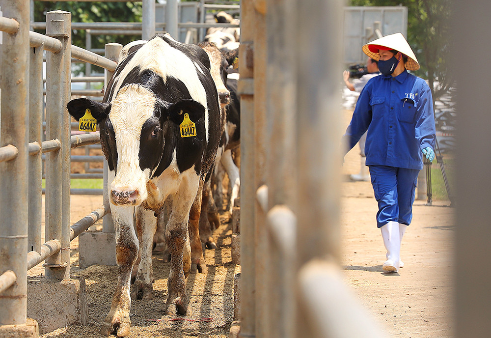 Nhập 1.620 bò sữa cao sản HF từ Mỹ về Việt Nam, Tập đoàn TH hoàn tất kế hoạch đón 4.500 con bò của năm 2020. Ảnh: P.V