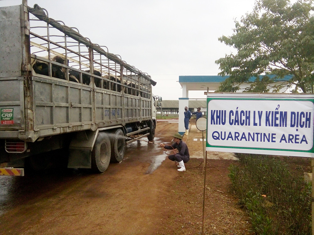 Các “cô bò” nhập khẩu về trang trại TH tuân thủ các tiêu chí về giám sát thú y.  Ảnh: P.V