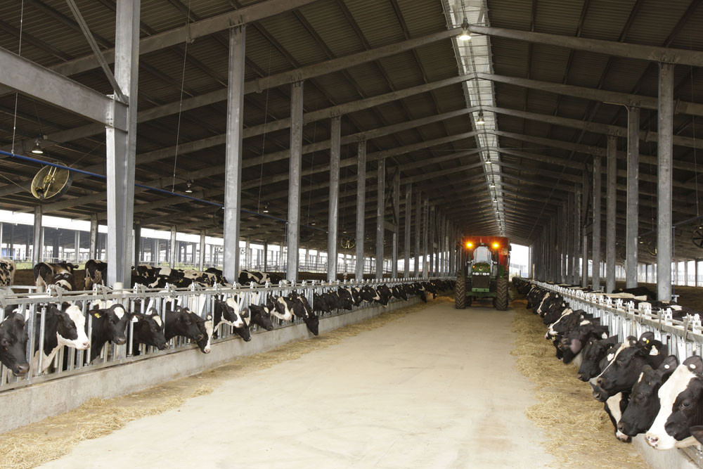 Trang trại bò sữa TH tại Nghĩa Đàn hiện có quy mô hơn 45.000 con, được chăn nuôi theo các phương pháp hiện đại, ứng dụng công nghệ cao . Ảnh P.V
