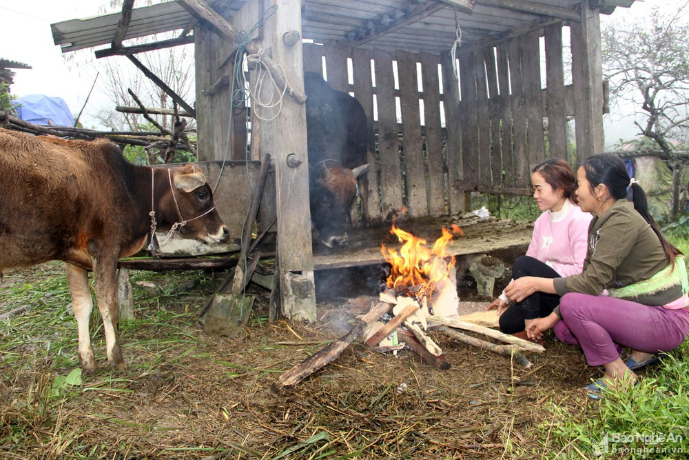 Người dân xã Mường Lống, huyện Kỳ Sơn đốt lửa sưởi ấm cho bò trong những ngày rét đậm. Ảnh: Xuân Hoàng