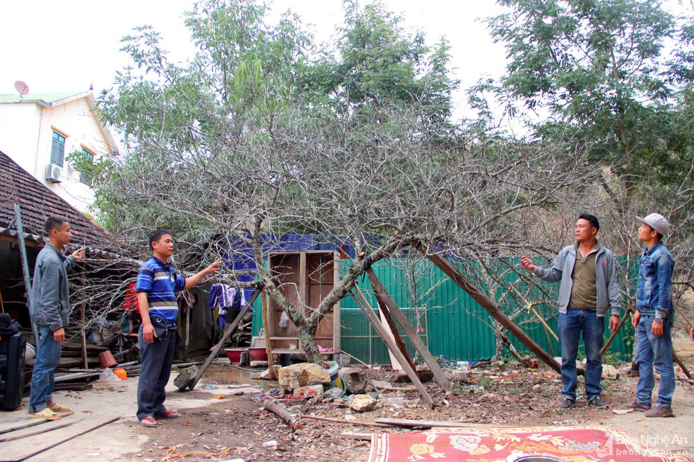 Một gốc đào rừng khủng tại huyện Kỳ Sơn trong dịp Tết 2020. Ảnh: Quang An