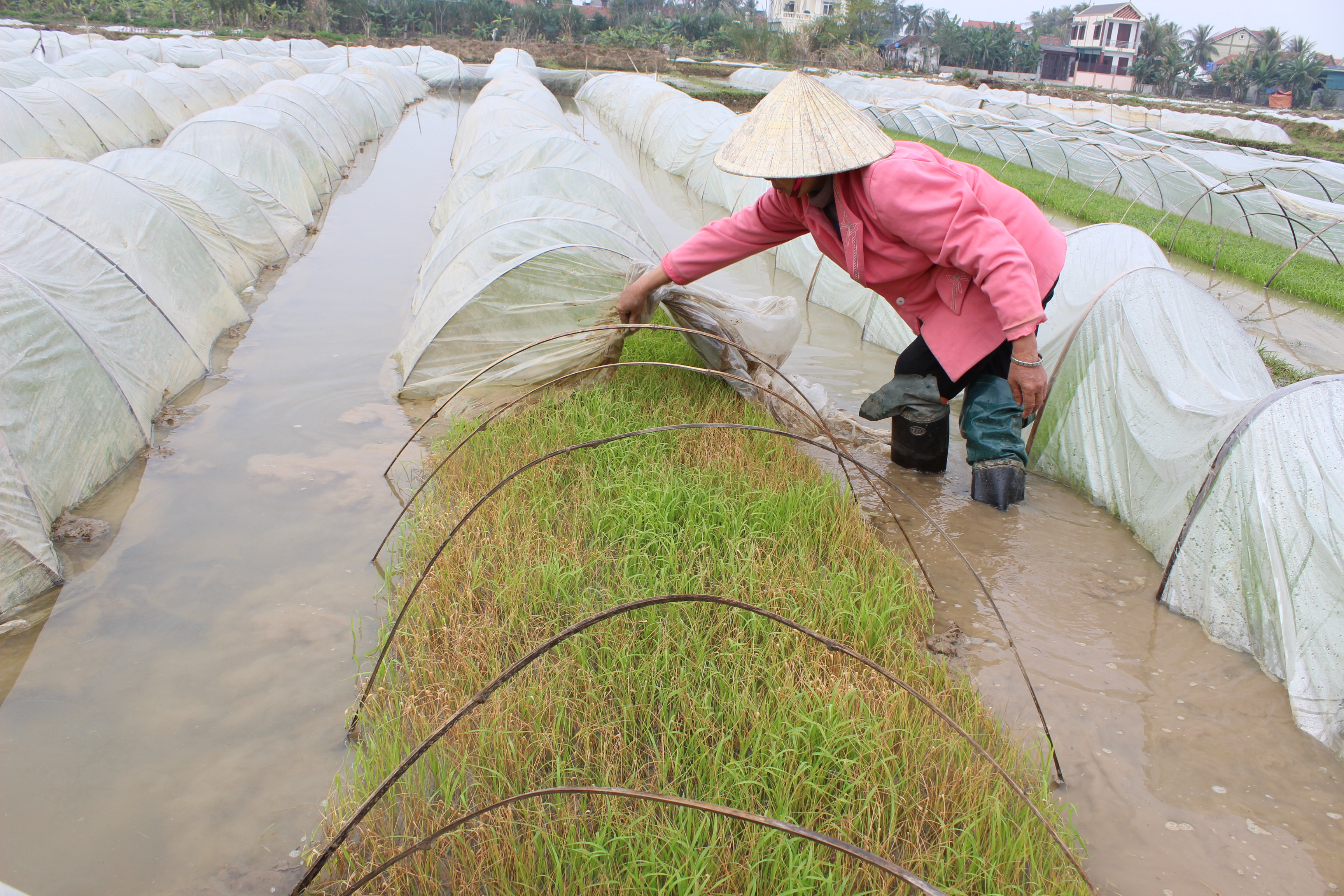 Người dân xã Quỳnh Hậu lo lắng khi mạ bị chết gần thời điểm đến lịch cấy của huyện. Ảnh: Hồng Diện