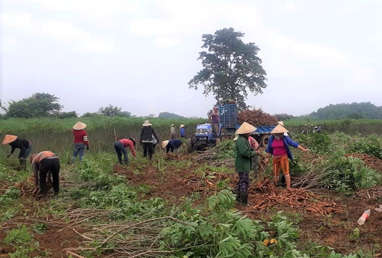 Bà cpn nông dân huyện Anh Sơn thu hoạch sắn. Ảnh: Thái Hiền