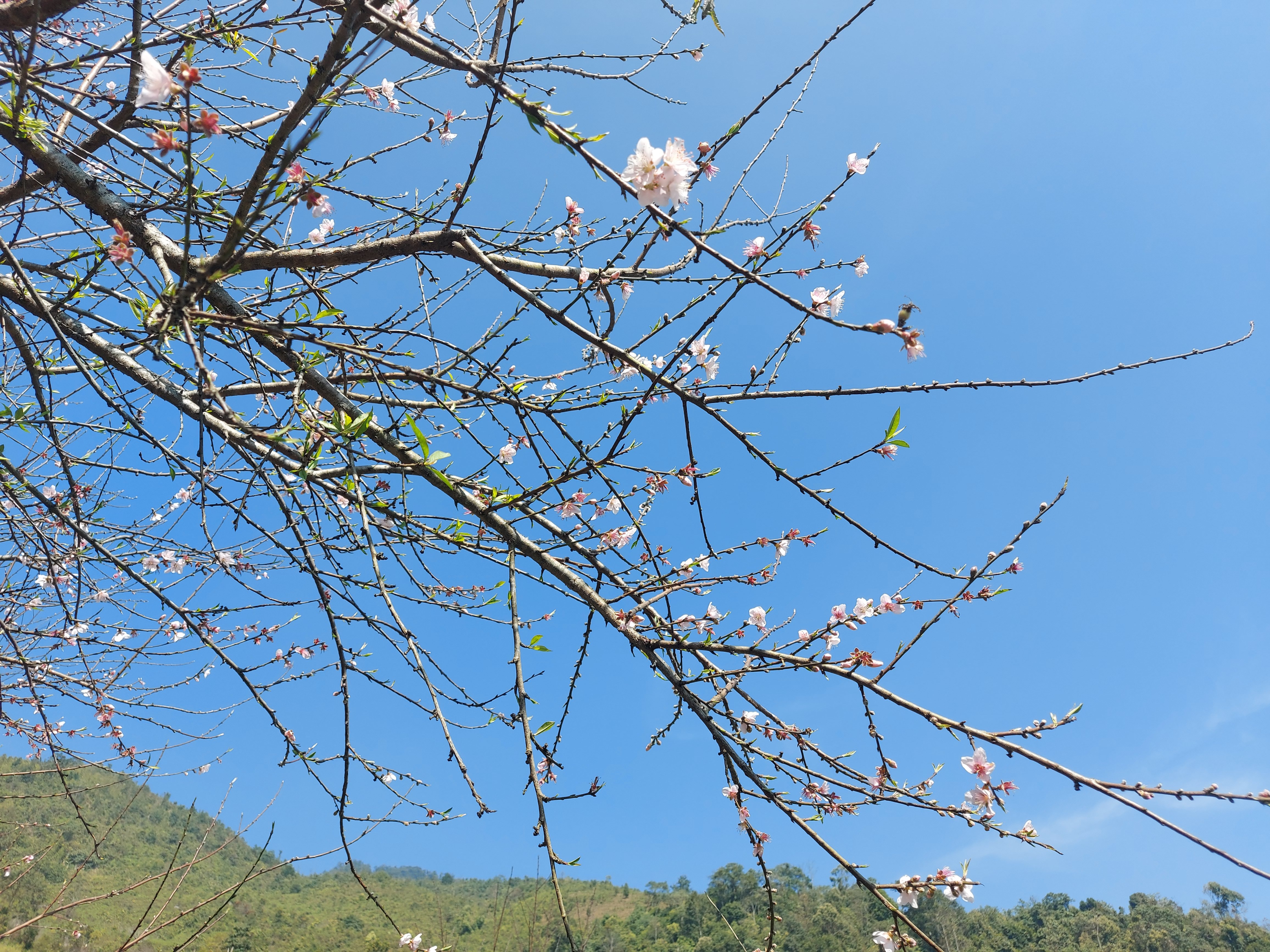 Người dân trồng đào và những người thu mua, kinh doanh đào sẽ được tạo điều kiện thuận lợi trong quá trình vận chuyển đi các nơi. Ảnh: Nhật Lân