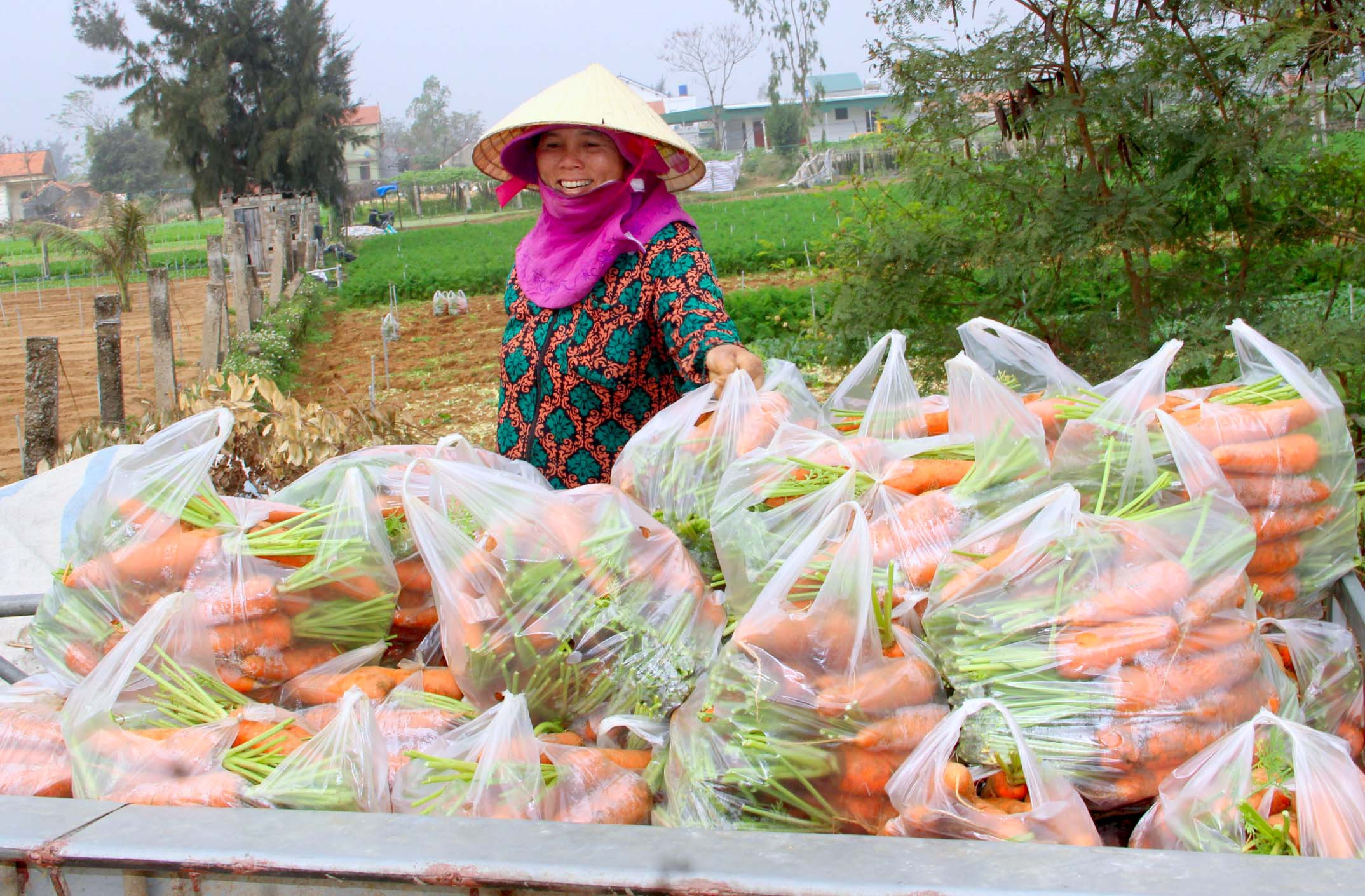 Người dân xã Quỳnh Liên, T.X Hoàng Mai thu hoạch cà rốt trong niềm vui được mùa, được giá. Ảnh: Quang An