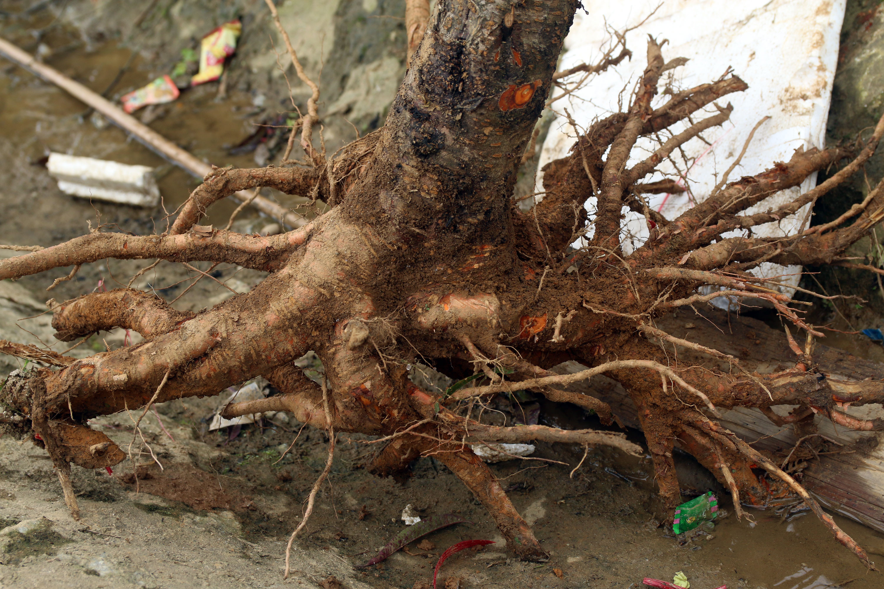 3. Một người dân ở xã Na Ngoi cho biết: Gốc đào còn nguyên rễ như vậy bán được giá cao hơn do nhu cầu người mua về dùng Tết xong lại có thể đem trồng lại. Ảnh: Đào Thọ