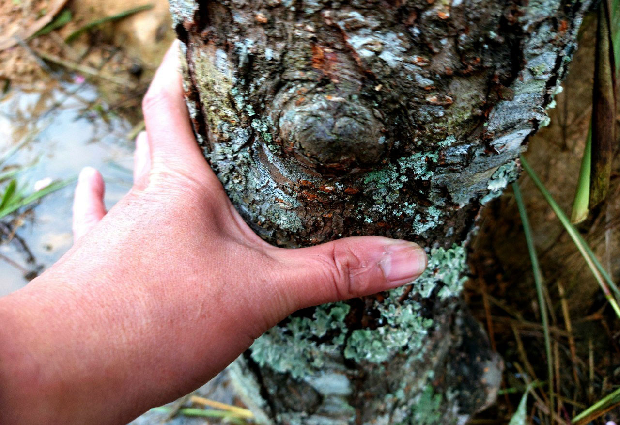 Một gốc đào khổng lồ được bán với giá gần 20 triệu tại địa bàn xã Nậm Cắn. Ảnh: Đào Thọ