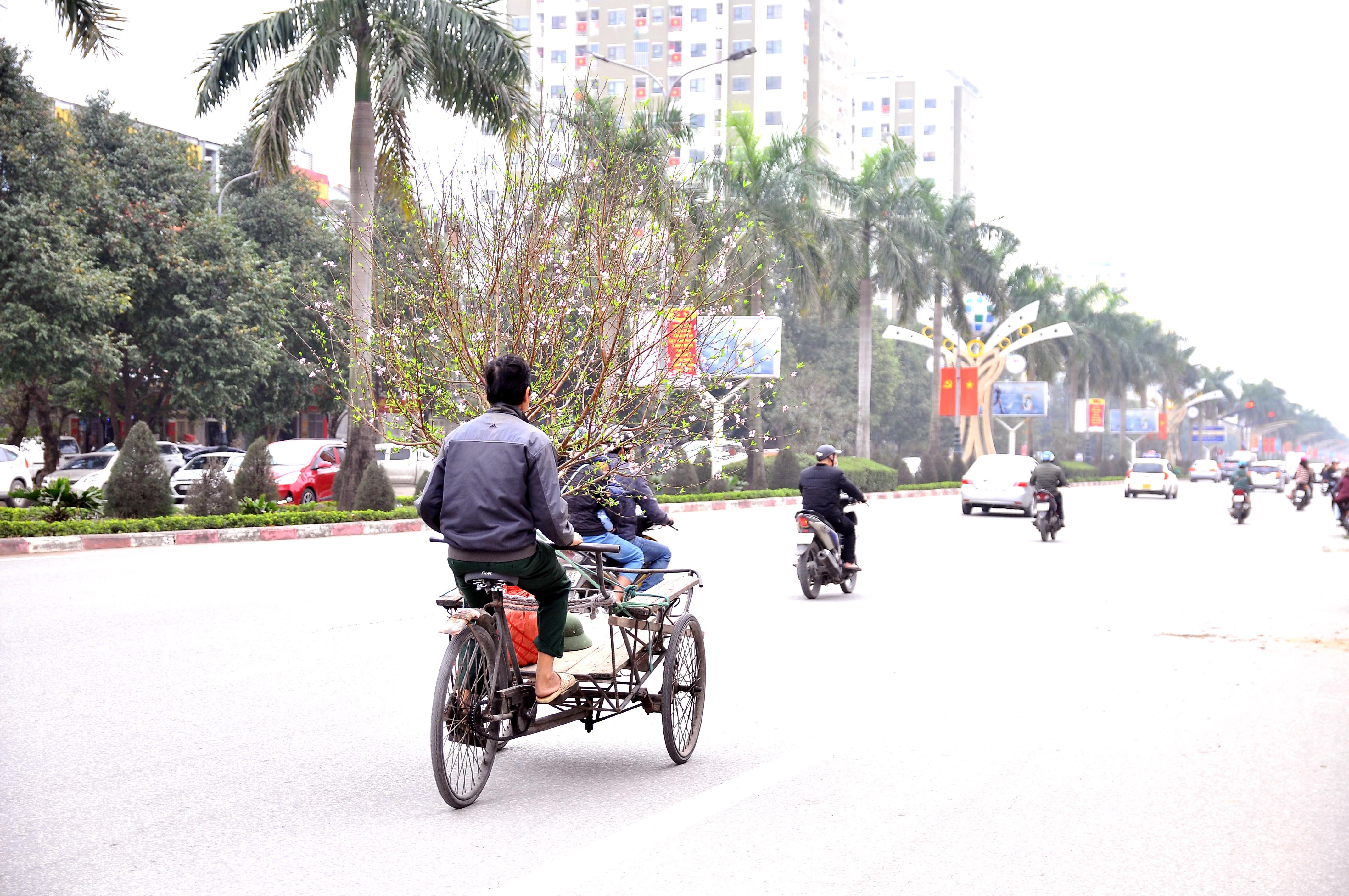 Những chuyến xe xích lô chở đào trên đường khiến cho không khí tết thêm gần hơn. Ảnh: Tiến Đông