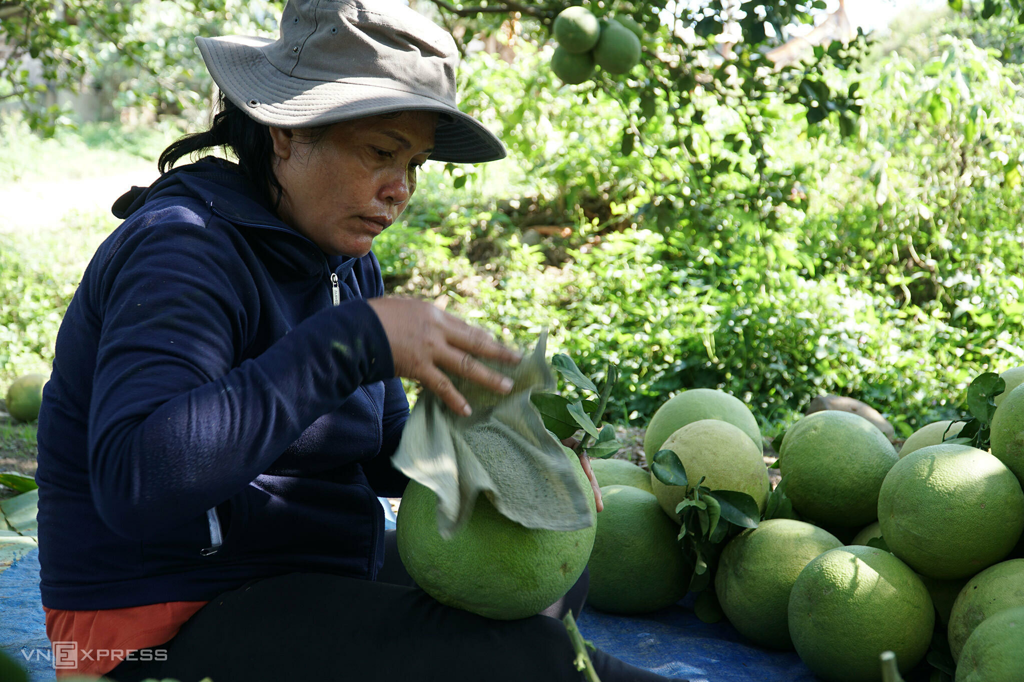 Người làm công dùng khăn được làm ướt bằng rượu trắng pha nước sạch để chùi vỏ bưởi. 