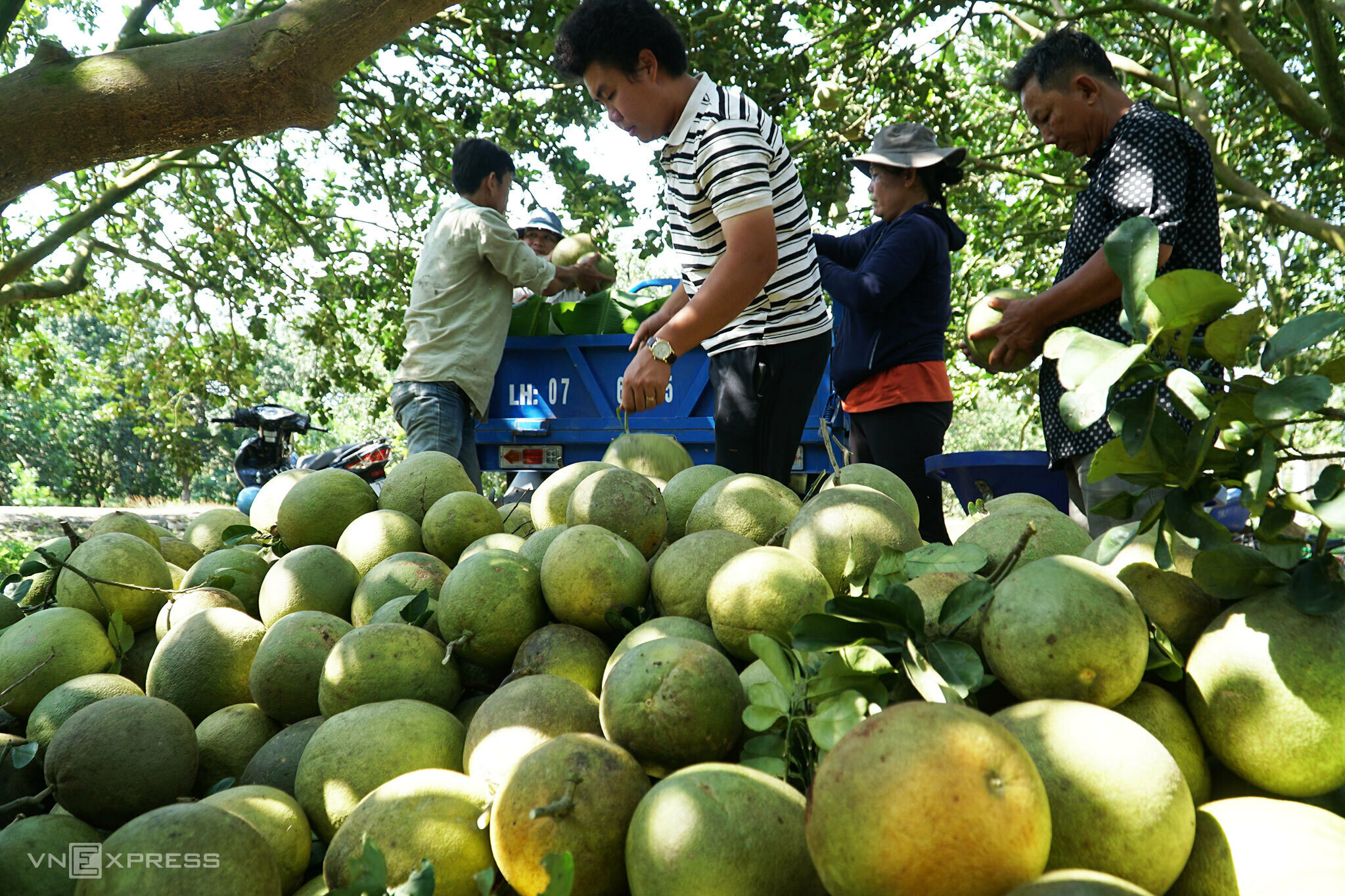 Những trái bưởi 