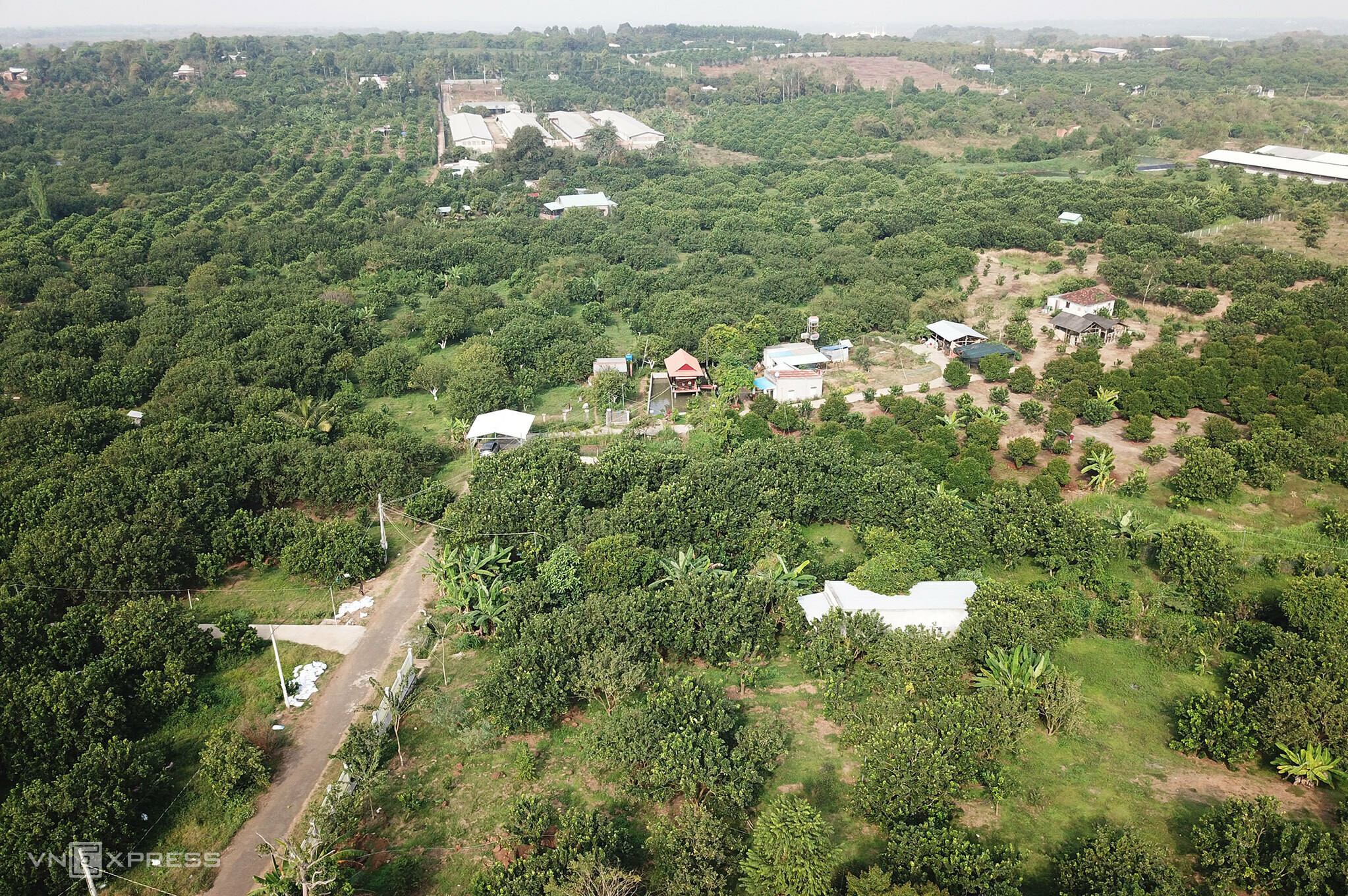 Xã Sông Xoài (thị xã Phú Mỹ, tỉnh Bà Rịa - Vũng Tàu) có khoảng 120 hộ trồng bưởi da xanh, với diện tích khoảng 160 ha. Bưởi ở địa phương này có vị ngọt thanh, tép bưởi to, khô ráo nên được thị trường ưa chuộng.