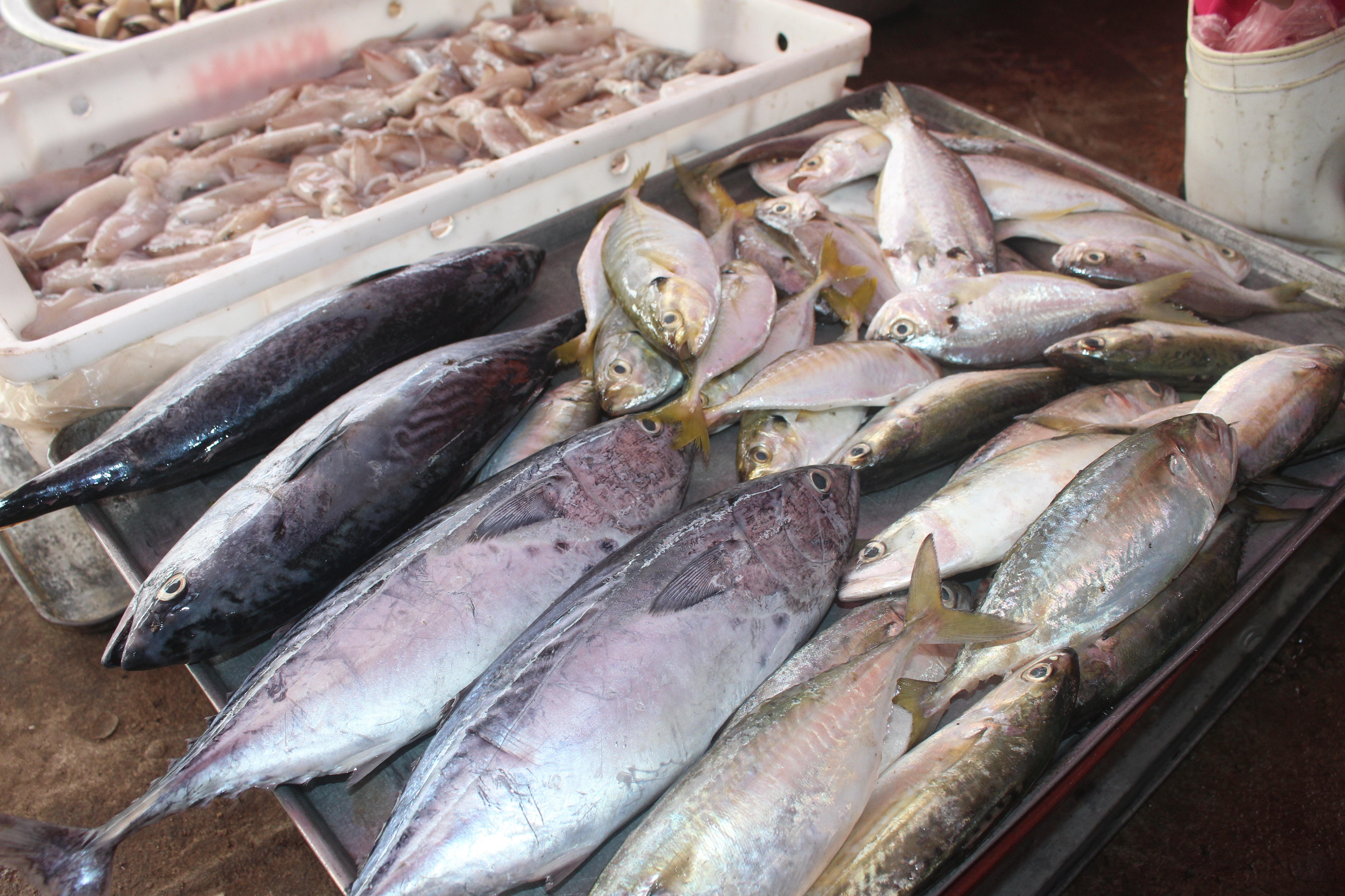 Cá vược có giá 160 nghìn đồng/kg, tăng giá 30-40 nghìn đồng/kg. Ảnh: Việt Hùng