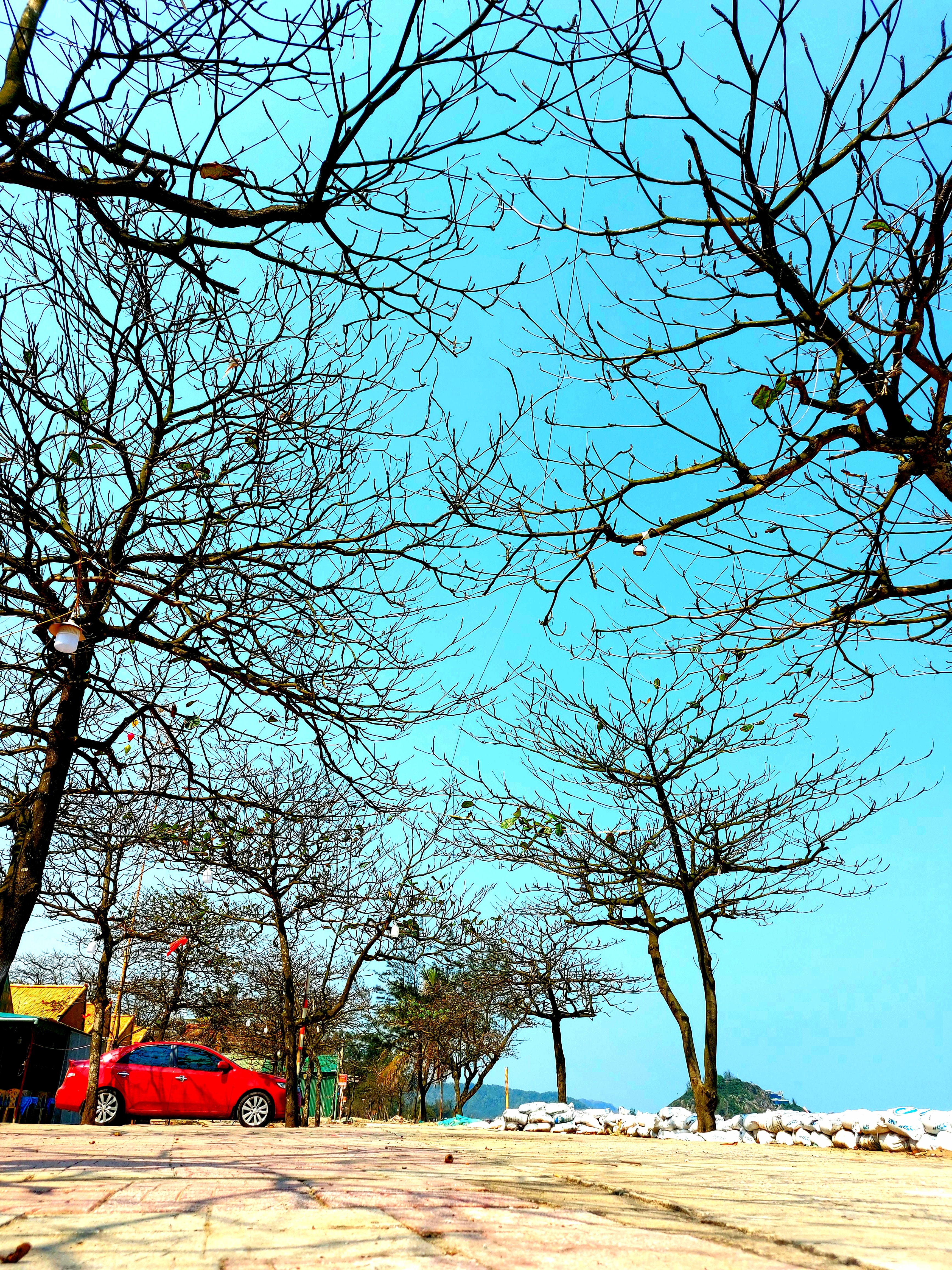 Đường ven biển Cửa Lò có rất nhiều cây bàng được trồng từ rất lâu. Mùa đông, bàng đổ lá, trơ lại những thân cành gầy guộc, khẳng khiu để chờ khi mùa Xuân về thì nẩy lên những chồi biếc. Ảnh: Nhật Lân