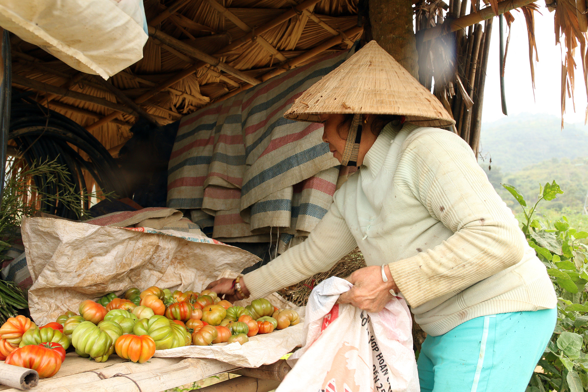 Hiện giá bán mỗi kg cà chua được  gia đình bà Vang Thị Hồng bán với giá chỉ 10 ngàn đồng. Ảnh: Đình Tuân