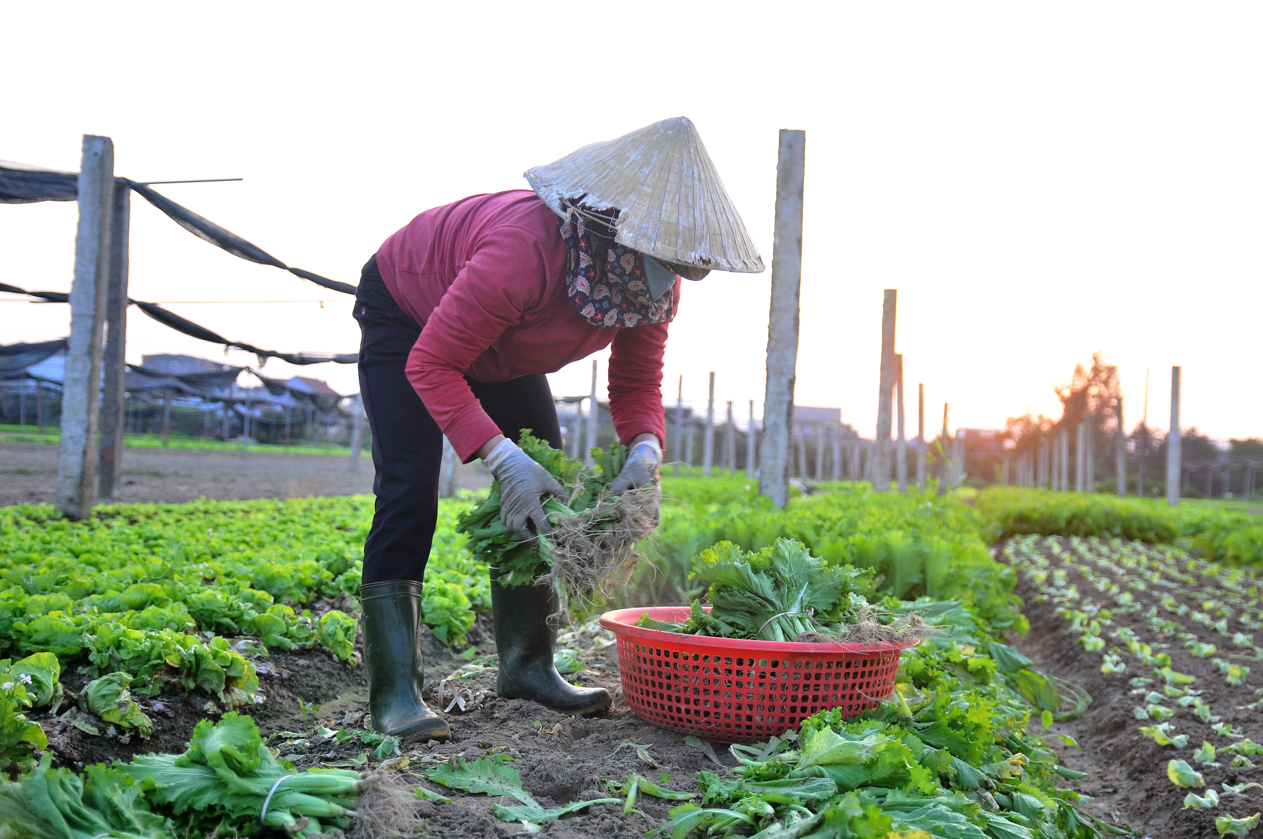 Hiện tại người dân đang cầm chừng bằng cách cố gắng vớt vát lứa rau cũ và trồng mới các loại rau mầm, xà lách ngắn ngày. Ảnh: TĐ