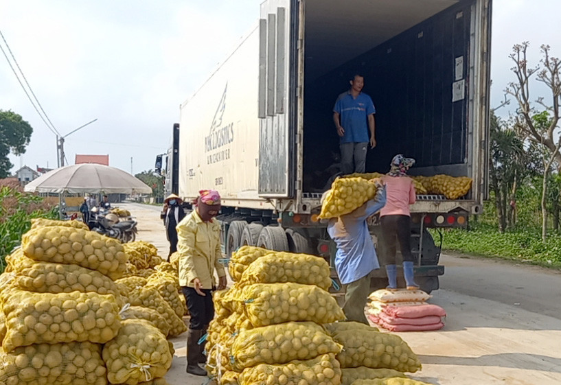 Khoai tây được đơn vị bao tiêu về thu mua ngay tại chân ruộng nên người dân đỡ được phần nào chi phí đi lại. Ảnh: TL