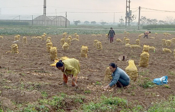 Người dân tranh thủ thu hoạch khoai tây khi trời nắng ấm. Ảnh: TL