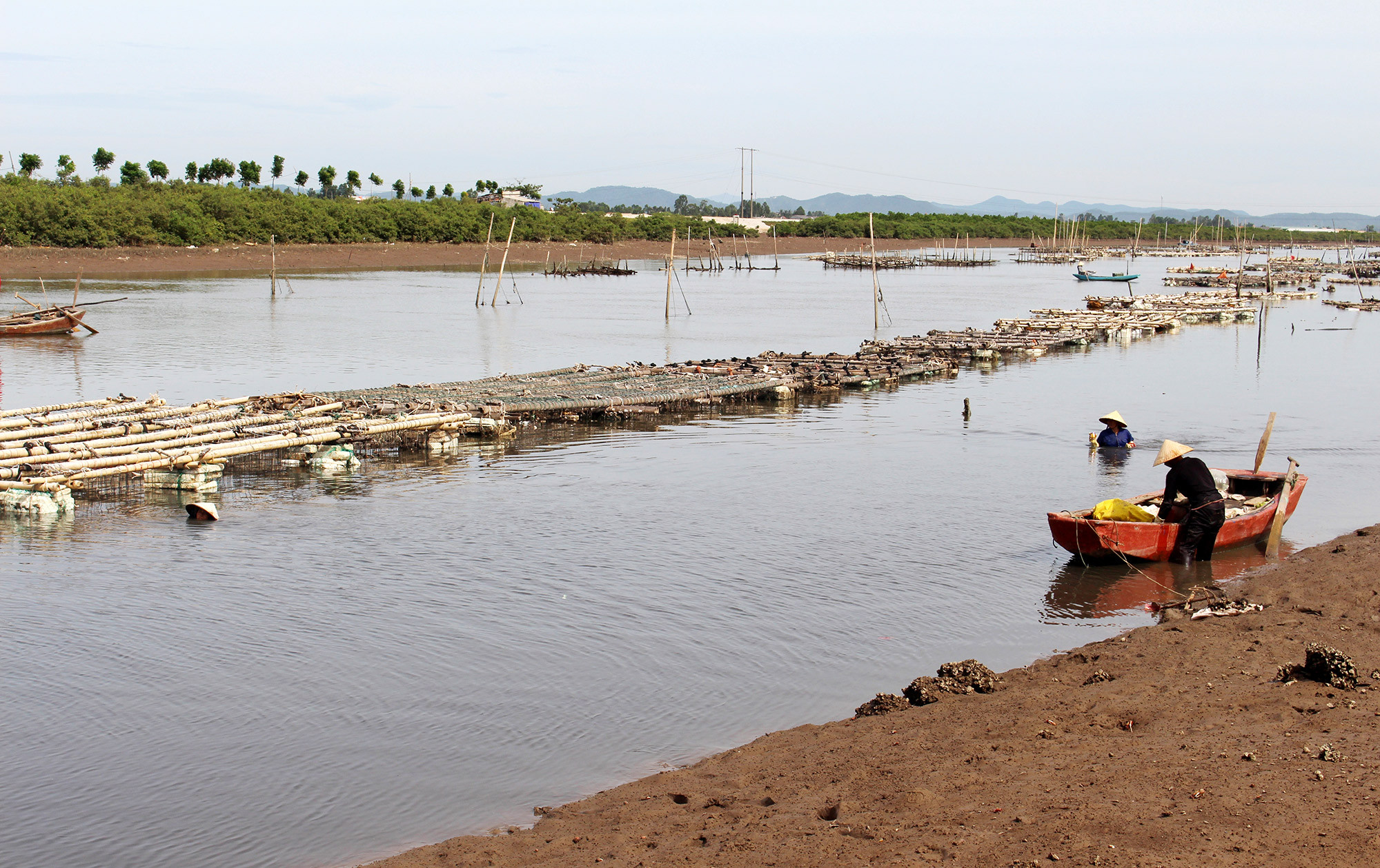 Một khu nuôi hàu trên sông ngập mặn ở xã An Hòa (Quỳnh Lưu). Ảnh: Việt Hùng