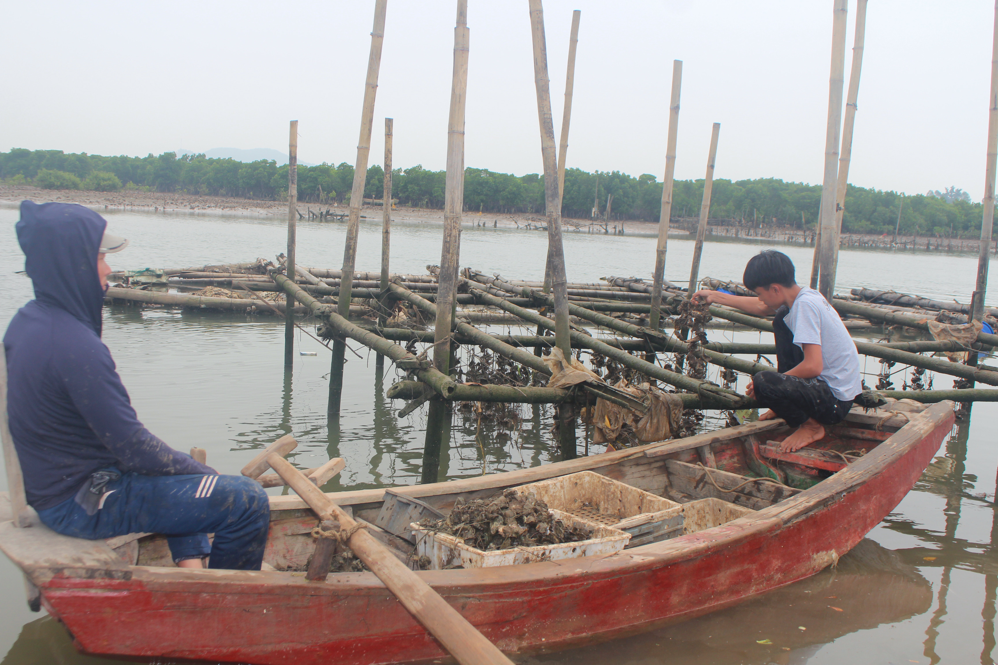 Người dân Quỳnh Lưu thu hoạch hàu. Ảnh: Việt Hùng