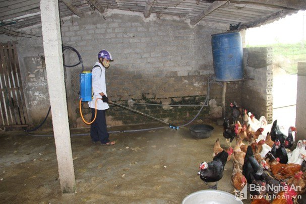 Lực lượng chức năng phun tiêu độc, khử trùng cho đàn gia cầm tại Diễn Trung, Diễn Châu tháng 12/2020. Ảnh tư liệu: Nguyên Châu