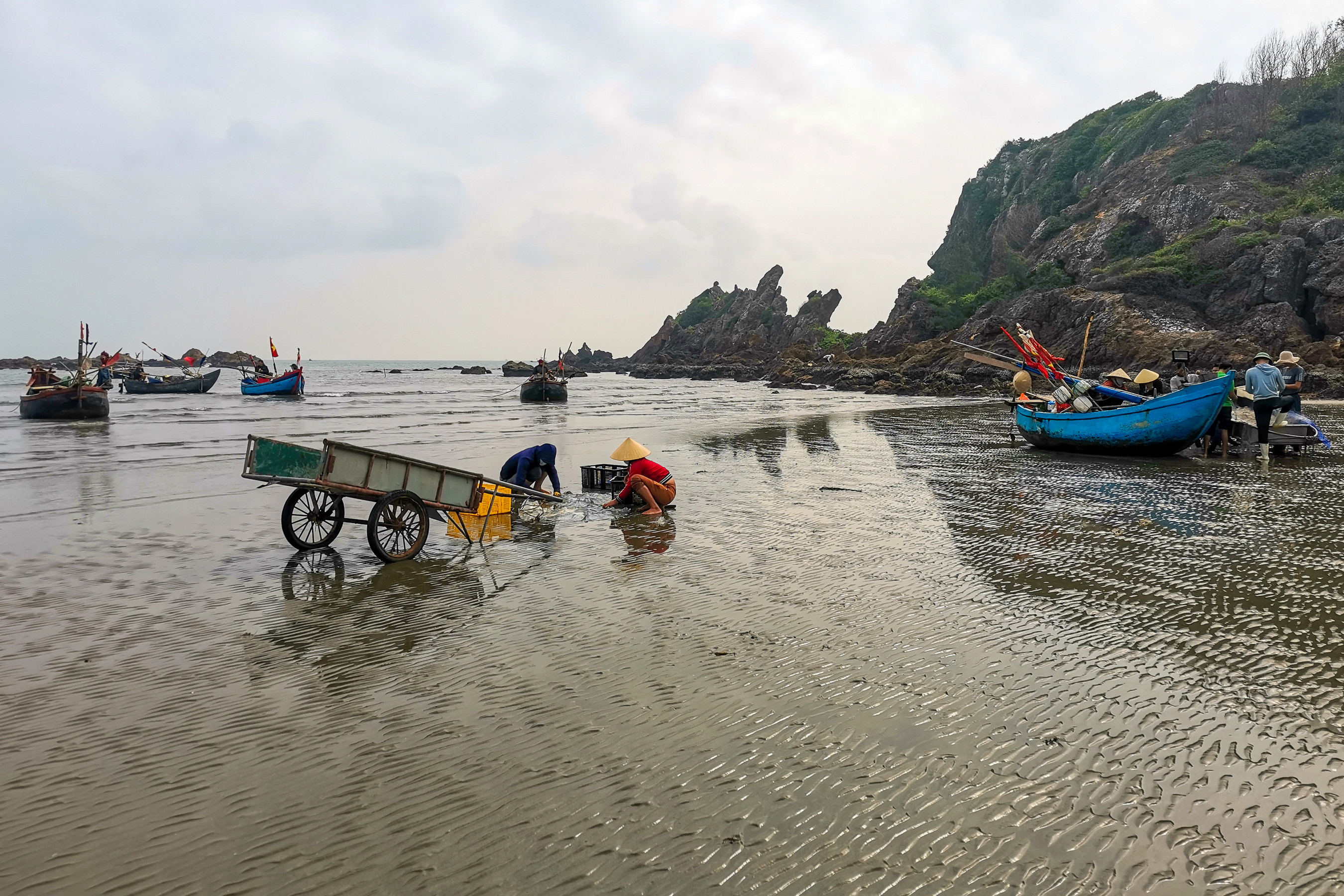 Đánh bắt sứa ở Quỳnh Lưu. Ảnh: Hồ Long