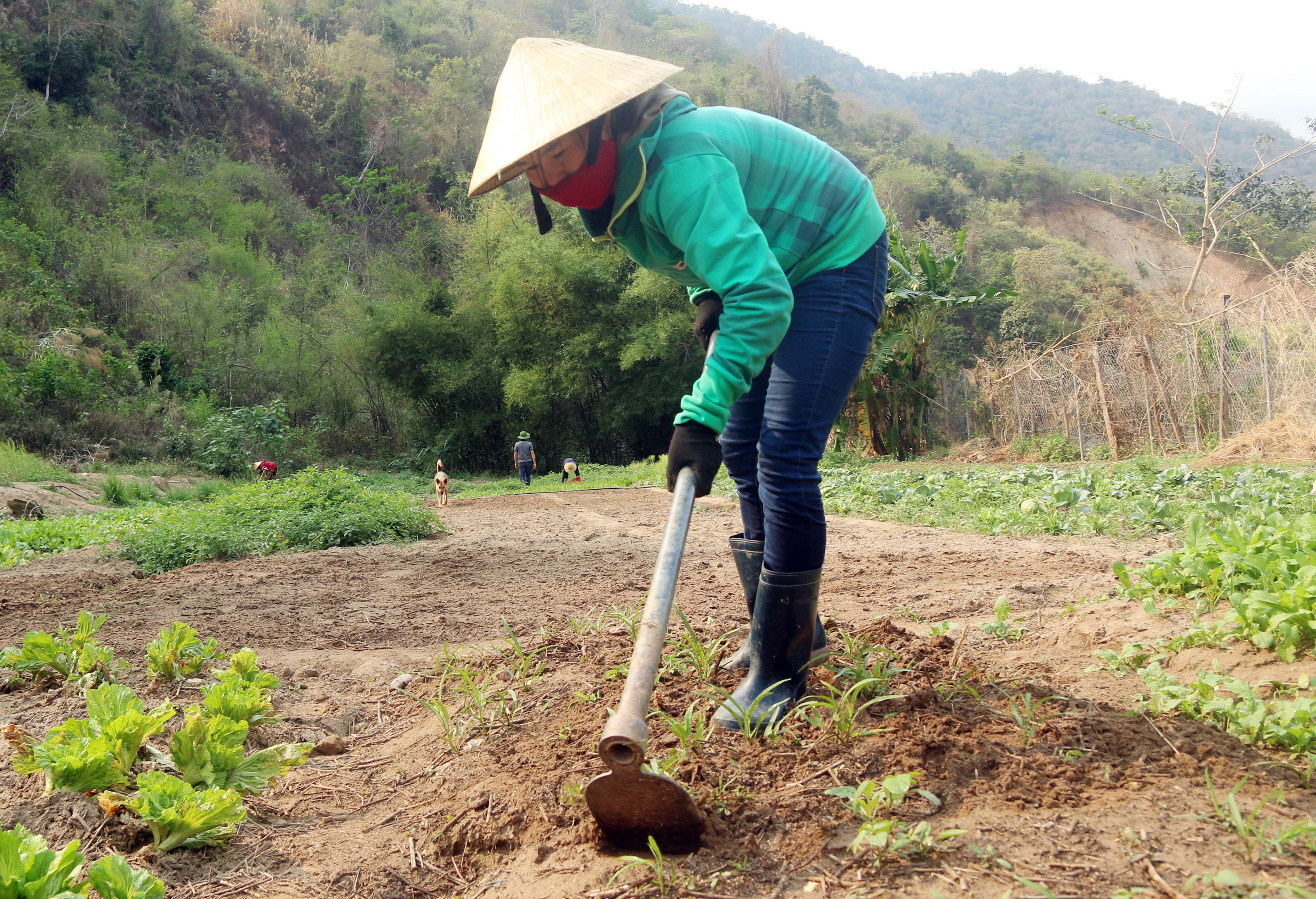 Để giải quyết vấn đề đó, ngay từ lúc ra Tết, các trường bán trú của huyện Kỳ Sơn đã tổ chức cho giáo viên bắt tay vào cải tạo vườn rau, nuôi gà, lợn. Tại trường PTDTBT THCS Nậm Típ, những luống rau bị hoang hóa đã được đào lên để trồng thay thế các loại rau mới. Ảnh: Đào Thọ