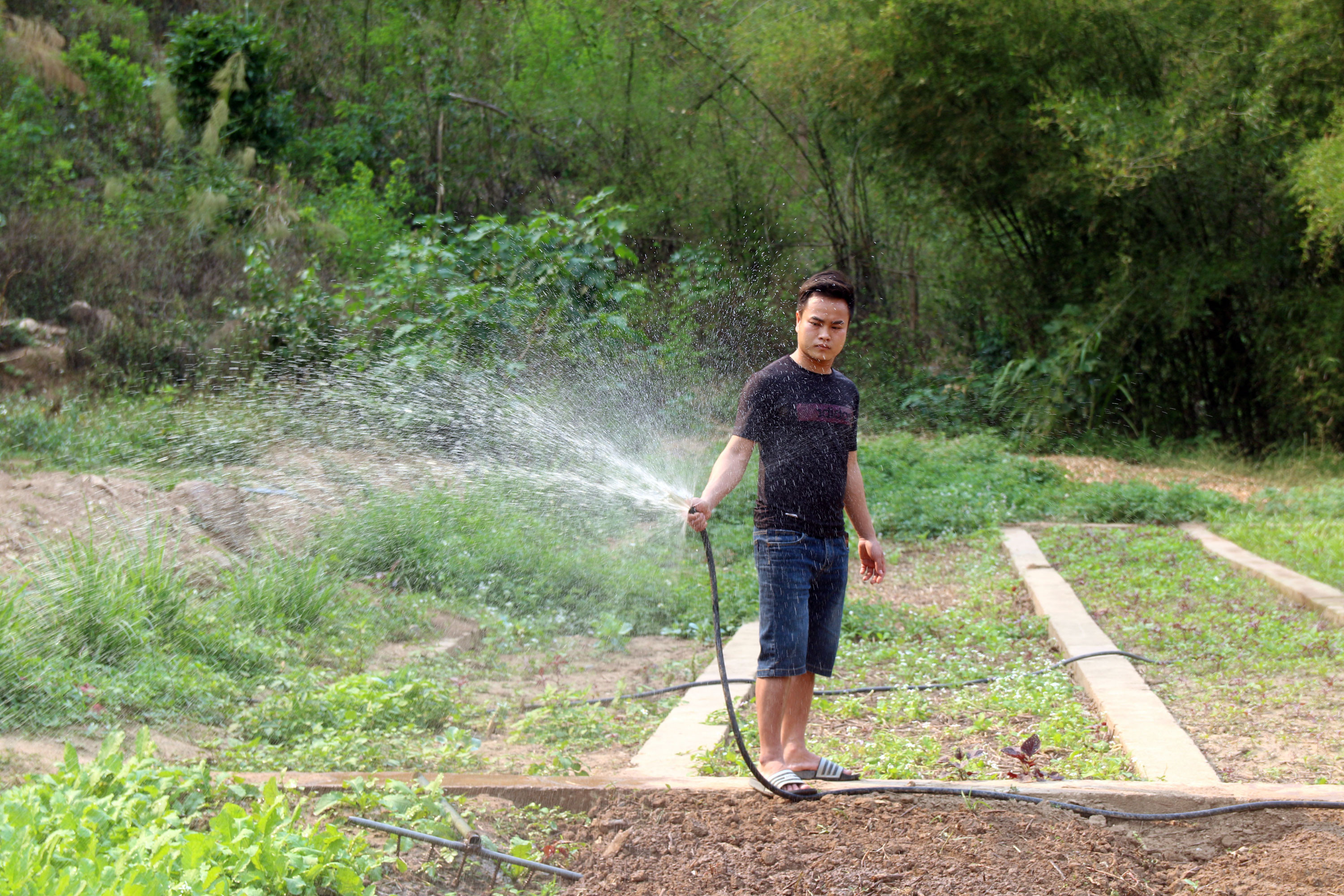 Một số trường đã đầu tư hệ thống nước tưới đảm bảo để tránh rau chết trong mùa khô hạn sắp tới. Ảnh: Đào Thọ