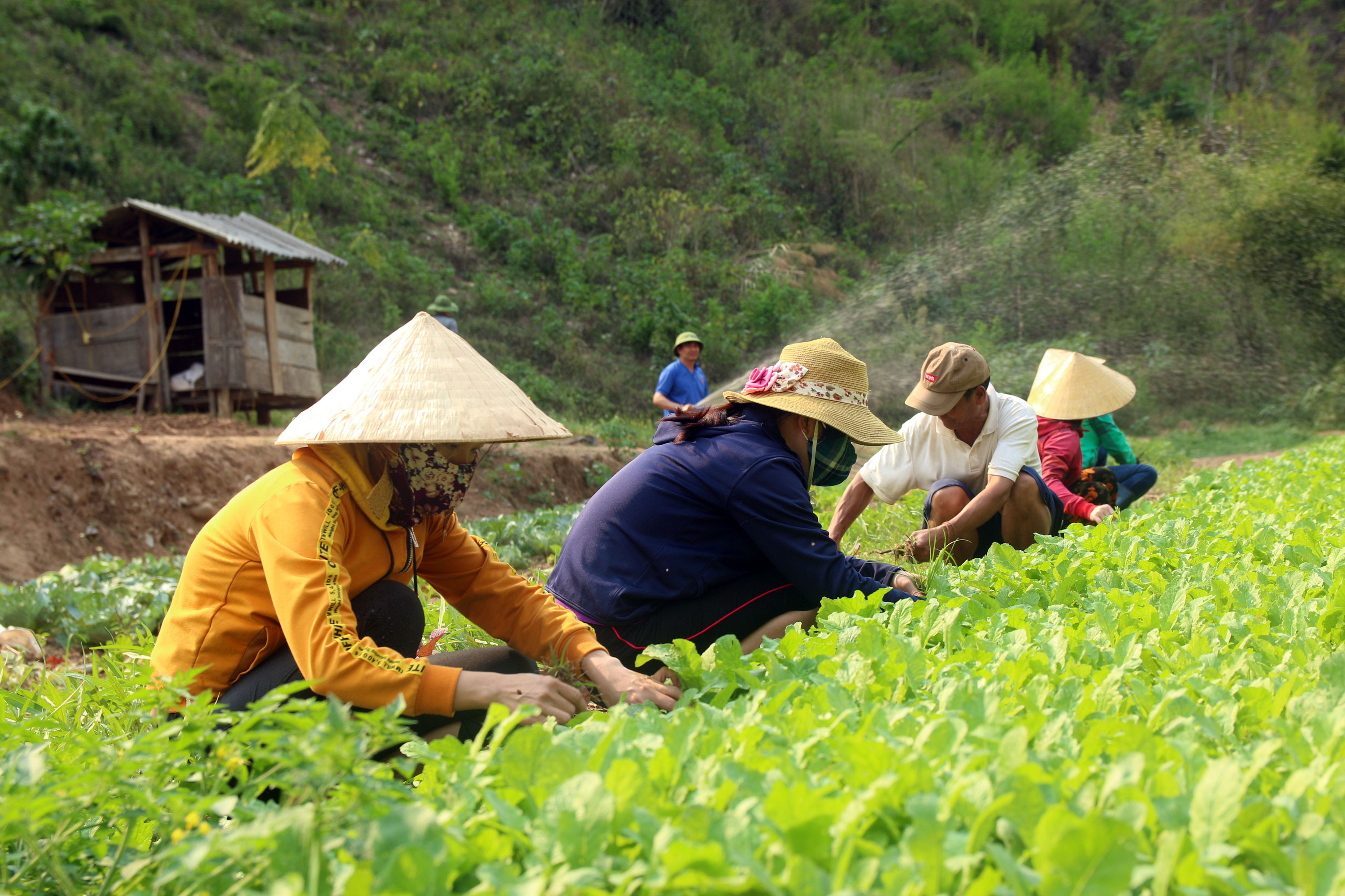 Thầy Lô Khăm Phu – Hiệu trưởng trường PTDTBT TH&THCS Nậm Càn cho hay: Các vườn rau chủ yếu theo mùa vụ và được trồng xen canh gối tiếp nhau nhằm đảm bảo cho học sinh ăn từ đầu năm đến cuối năm. Nếu ra Tết không trồng kịp thì chỉ trong khoảng 1 tháng nữa học sinh sẽ không đủ rau sạch để ăn. Ảnh: Đào Thọ