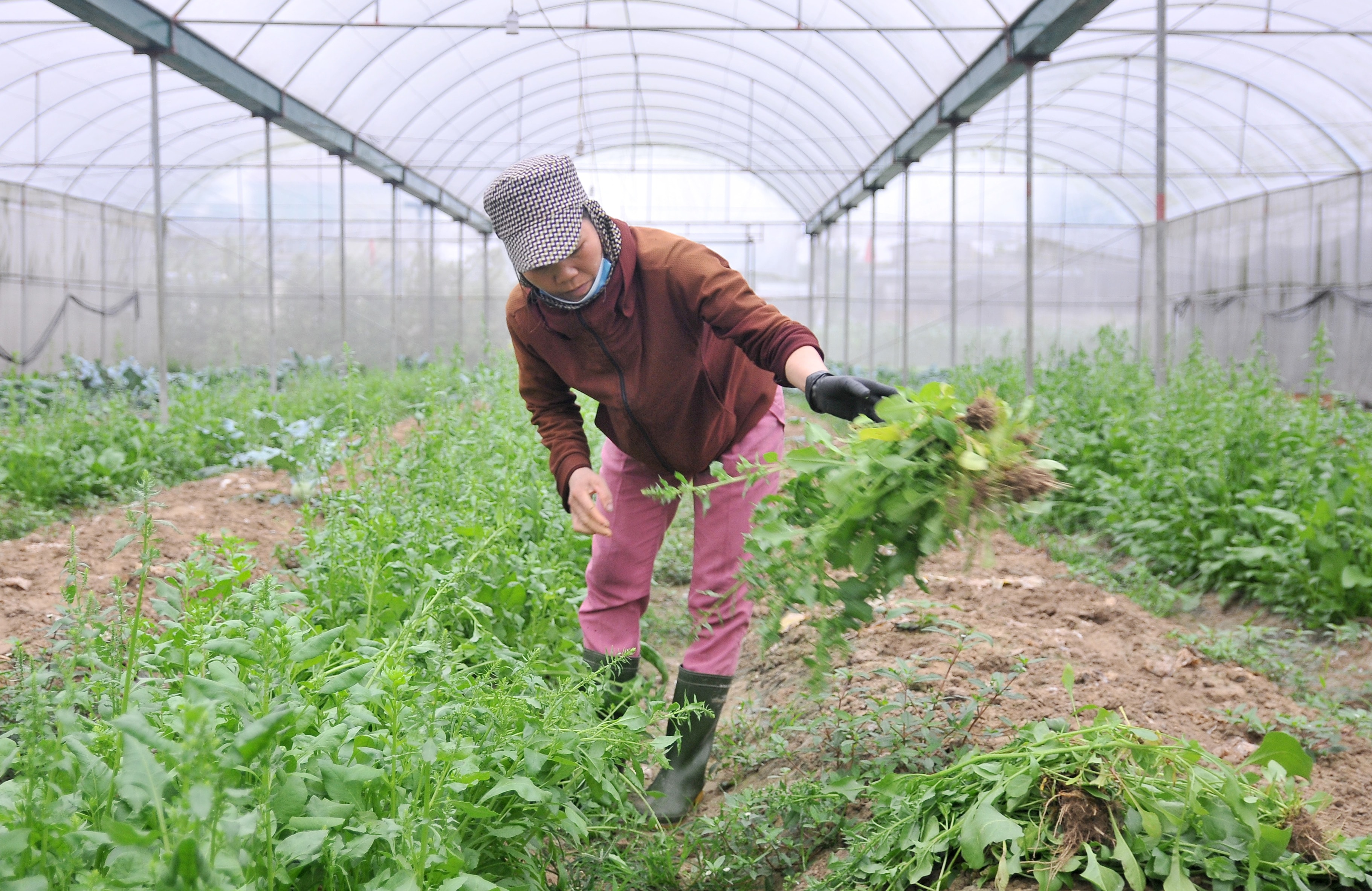 Những luống cải bó xôi trước đây có giá 20.000 đồng/kg, nay chỉ còn 5.000 đồng/bó to vẫn không bán được, để quá lứa khiến chị Thảo phải nghẹn ngào nhổ bỏ. Ảnh: Tiến Đông