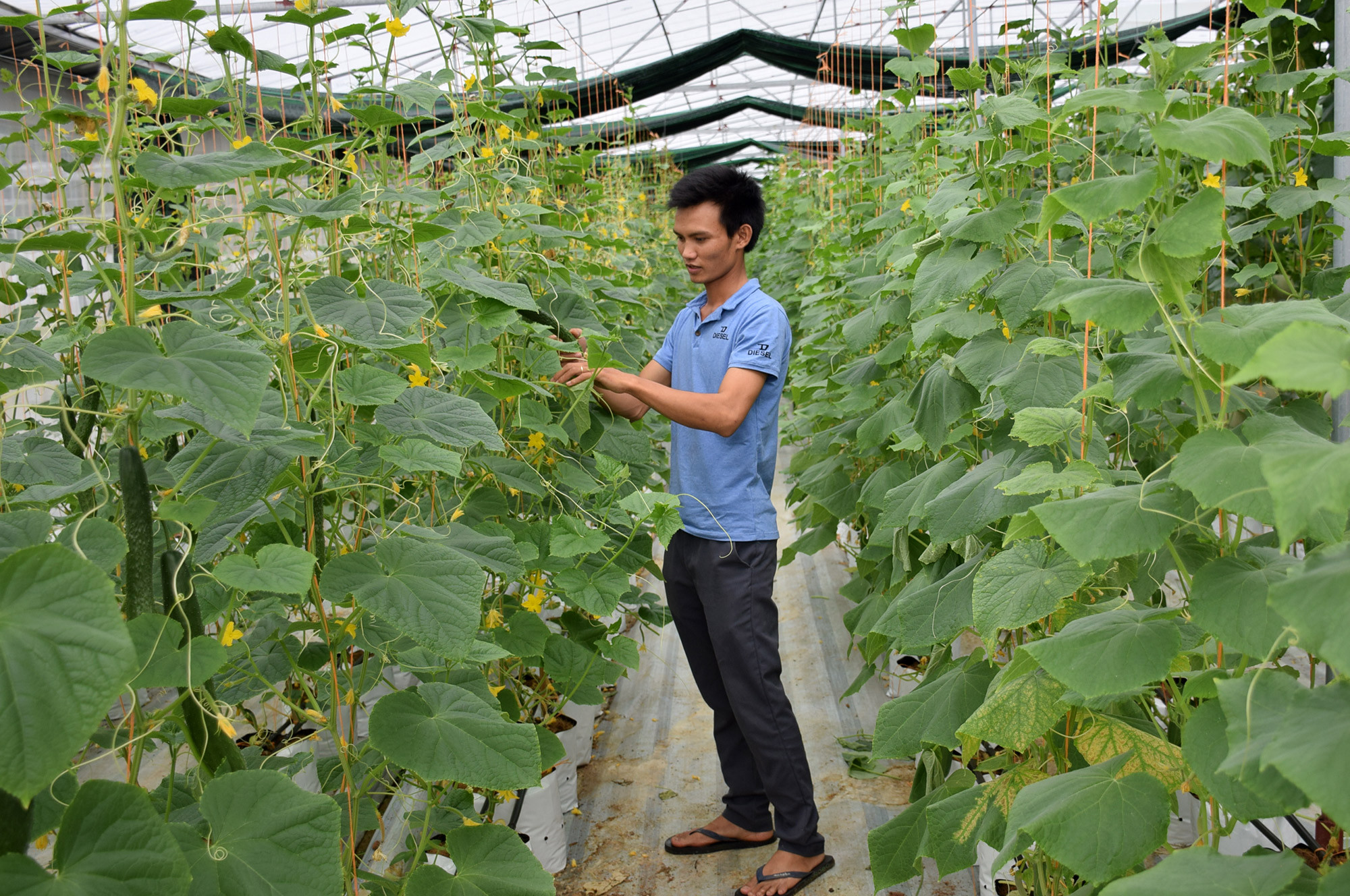 Mô hình sản xuất rau, củ, quả trong nhà lưới trên địa bàn xã Tân Thành (Yên Thành). Ảnh: Xuân Hoàng