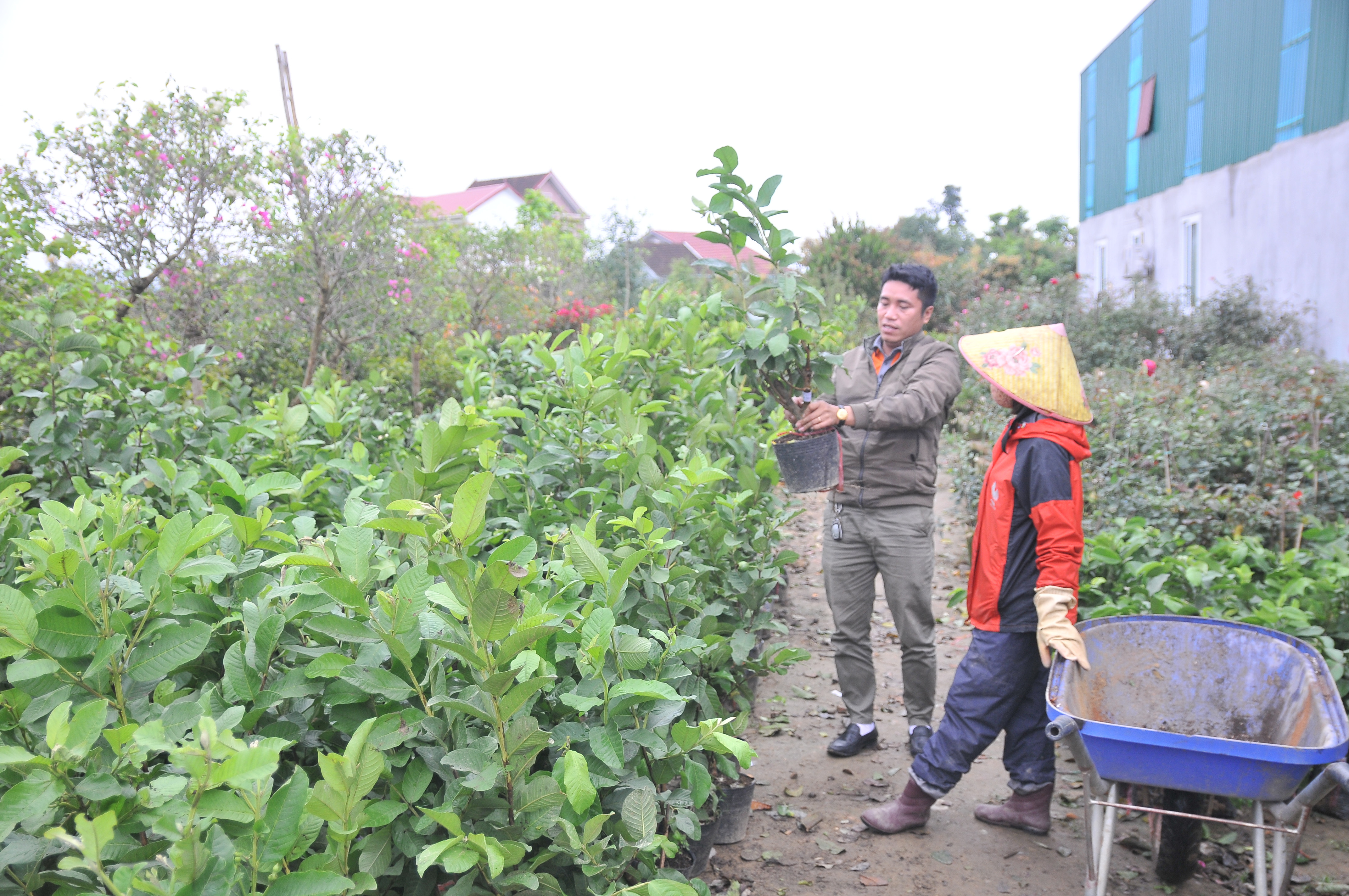 Anh Huy (Nghi Khánh, Nghi Lộc), chọn một số cây ổi, bưởi về trồng trong vườn. Ảnh: TĐ