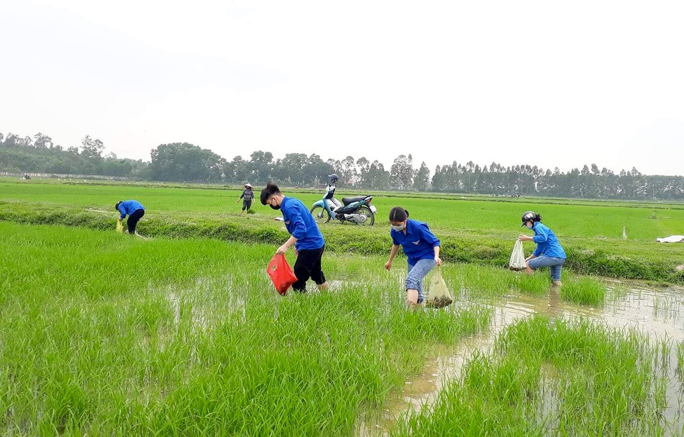 Đoàn viên thanh niên ở Đô Lương xuống đồng giúp người dân bắt ốc bươu vàng. Ảnh: CTV