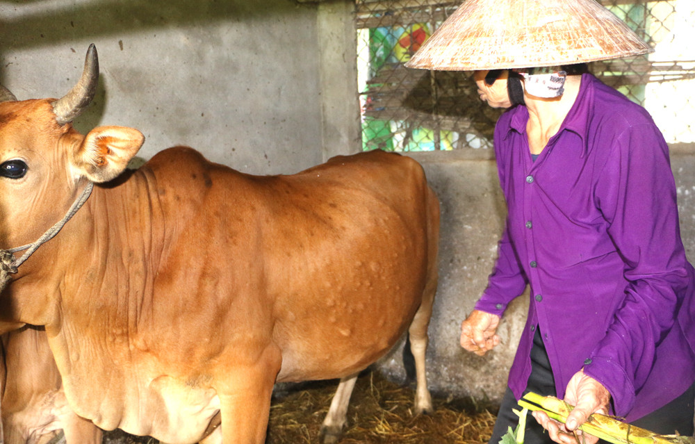 Đàn bò của gia đình bà Nguyễn Thị Vinh, xóm Phúc Hậu cả 2 con đều bị viêm da u cục khá nặng phải nhốt trong chuồng nên việc vệ sinh chuồng trại rất khó khăn. Ảnh: Nguyễn Hải 
