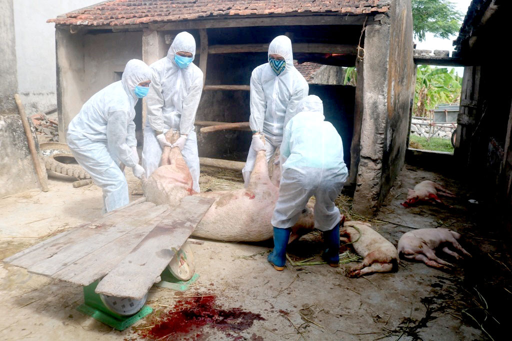 Tiêu hủy đàn lợn nhiễm dịch tả lợn Châu Phi. Ảnh: Tân Bảo