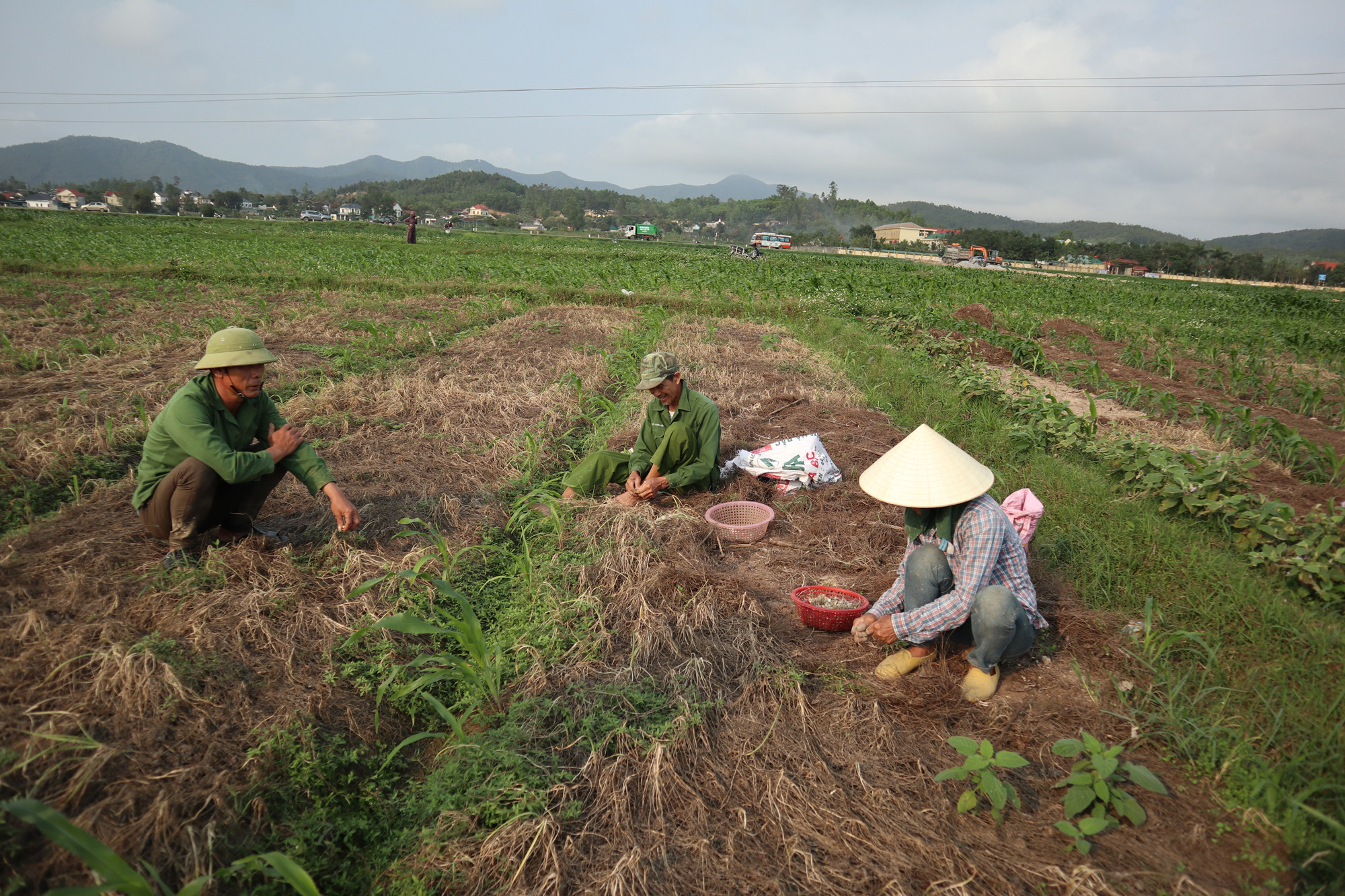 Giá xuống thấp, người trồng hành Nghi Lộc phải bù lỗ 5 - 7 triệu đồng/sào. Ảnh: Thanh Phúc